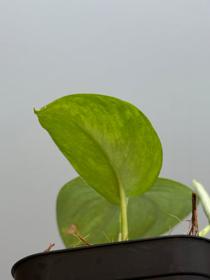 スキンダプサス グリーン ドラゴン / Scindapsus Green dorgon (1)