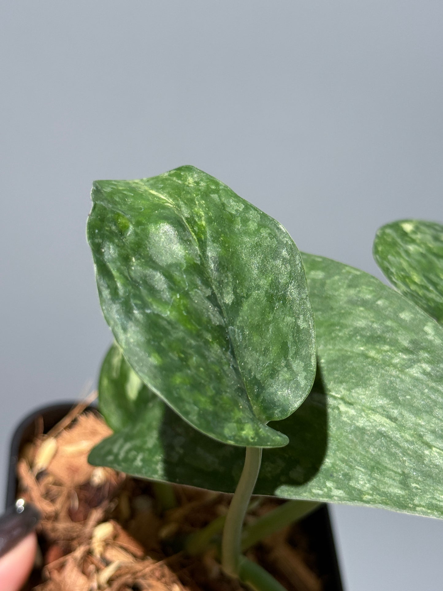 スキンダプサス レオパード / Scindapsus Leopard (1)