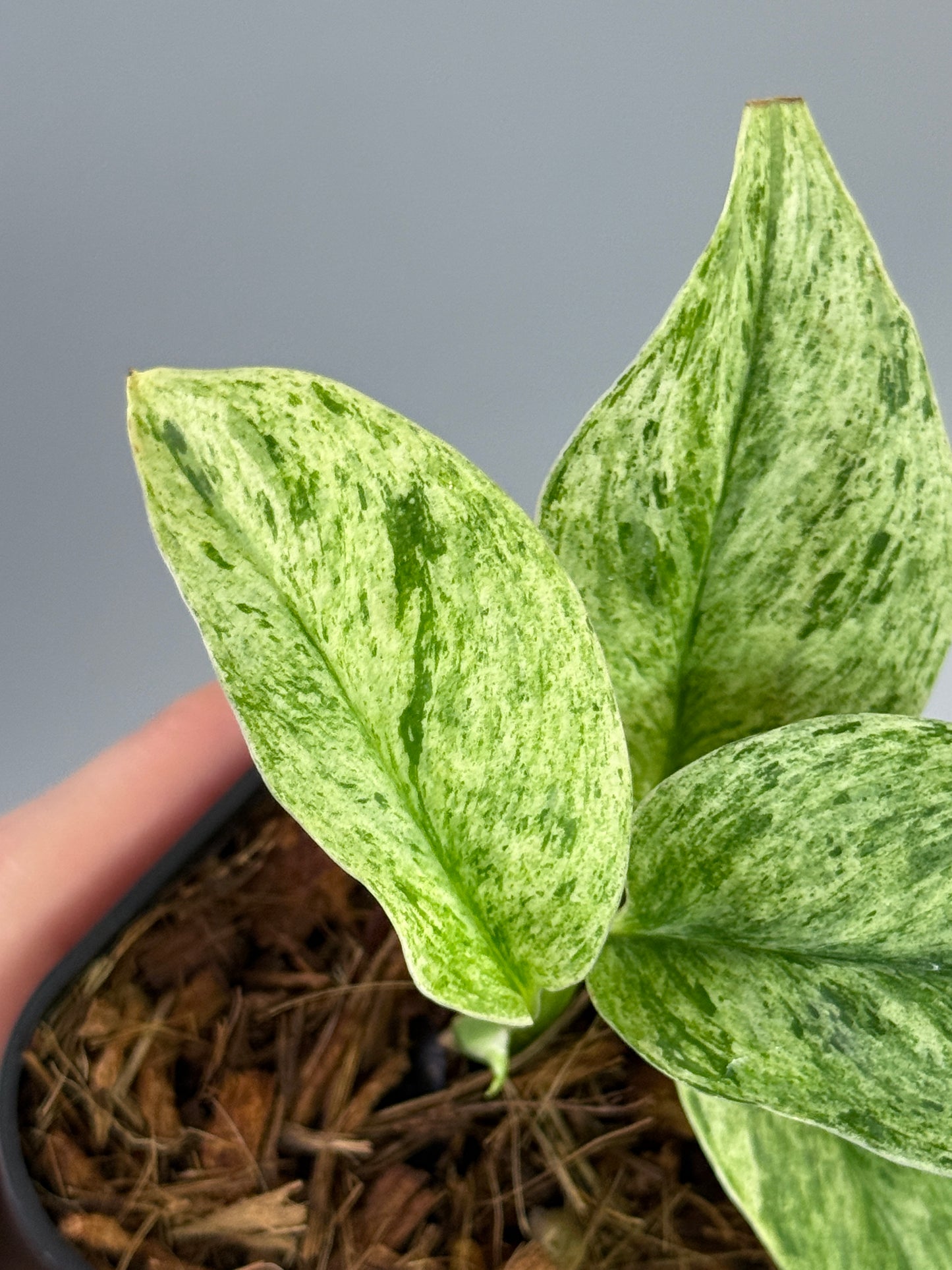 スキンダプサス トレビー マーブル  / Scindapsus treubii marble  (3)