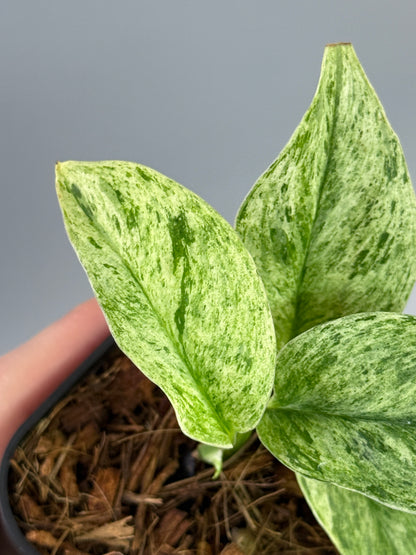 スキンダプサス トレビー マーブル  / Scindapsus treubii marble  (3)