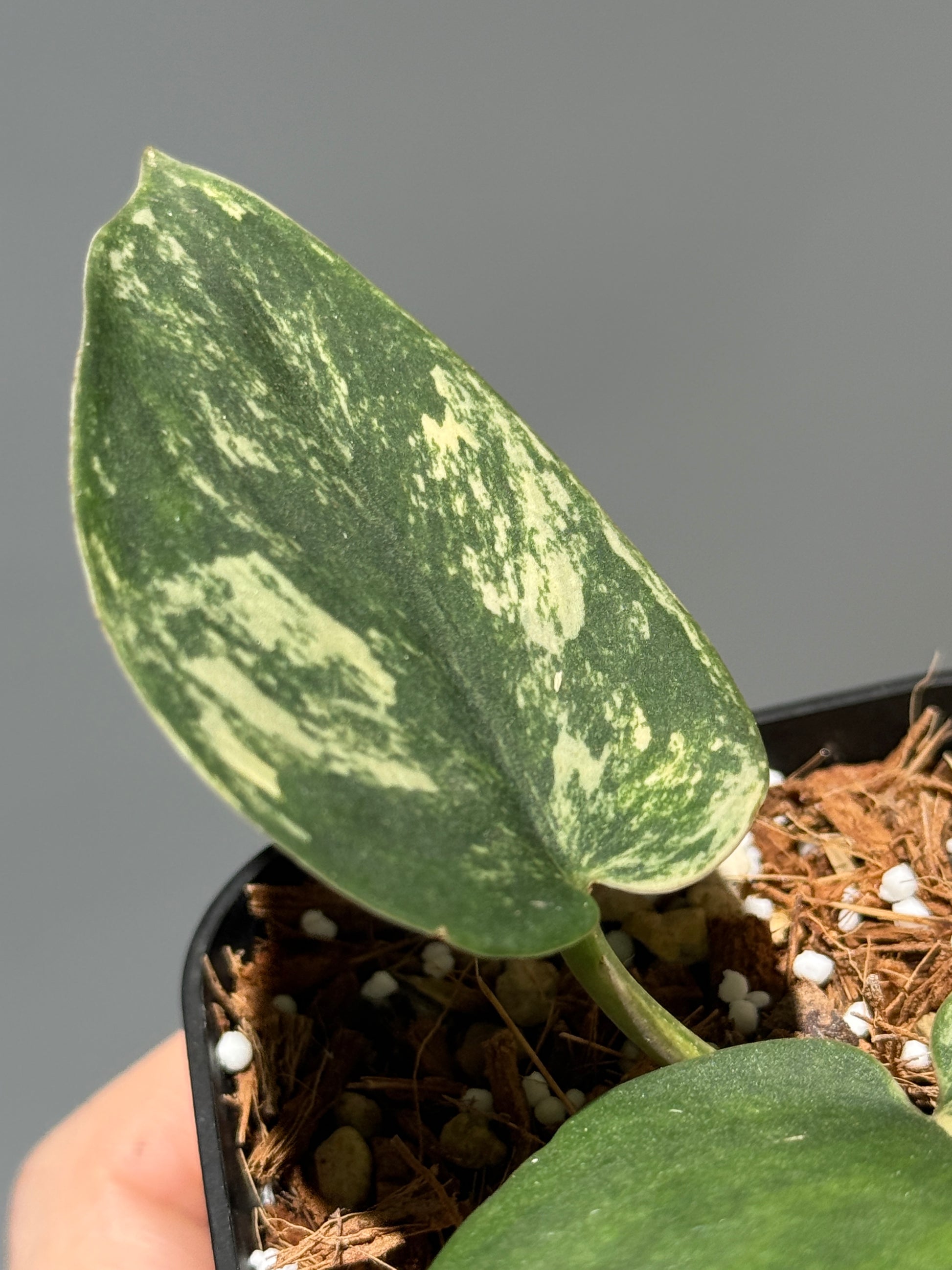 スキンダプサス メラカイ / Scindapsus Merakai (1)