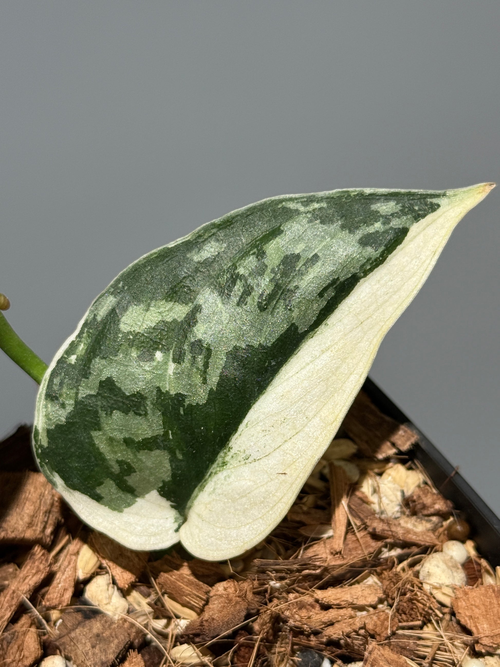 スキンダプサス マヤリ / Scindapsus mayari (1)