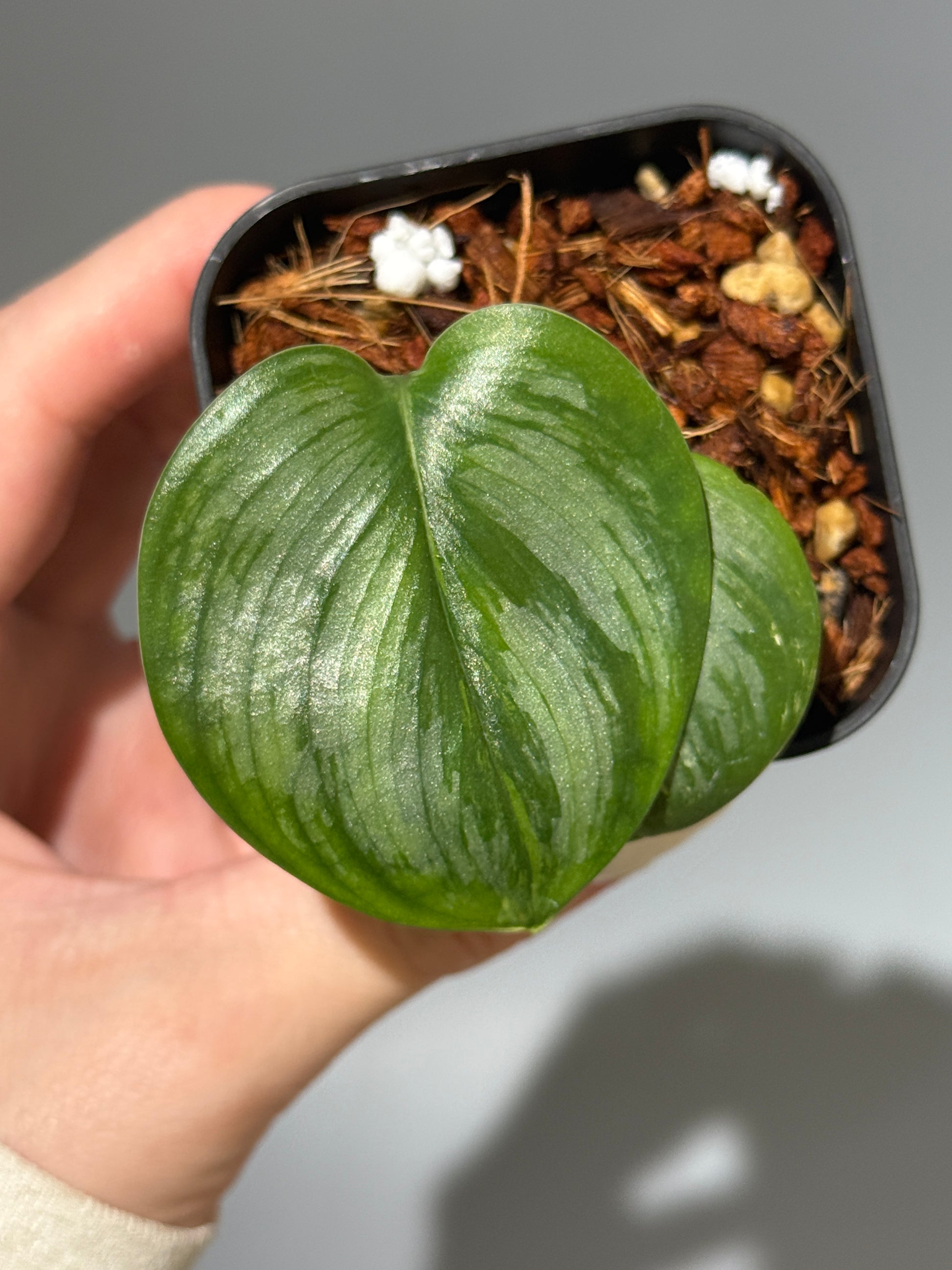 スキンダプサス ルビコン 斑入り  / Scindapsus Rubicon var.  (1)