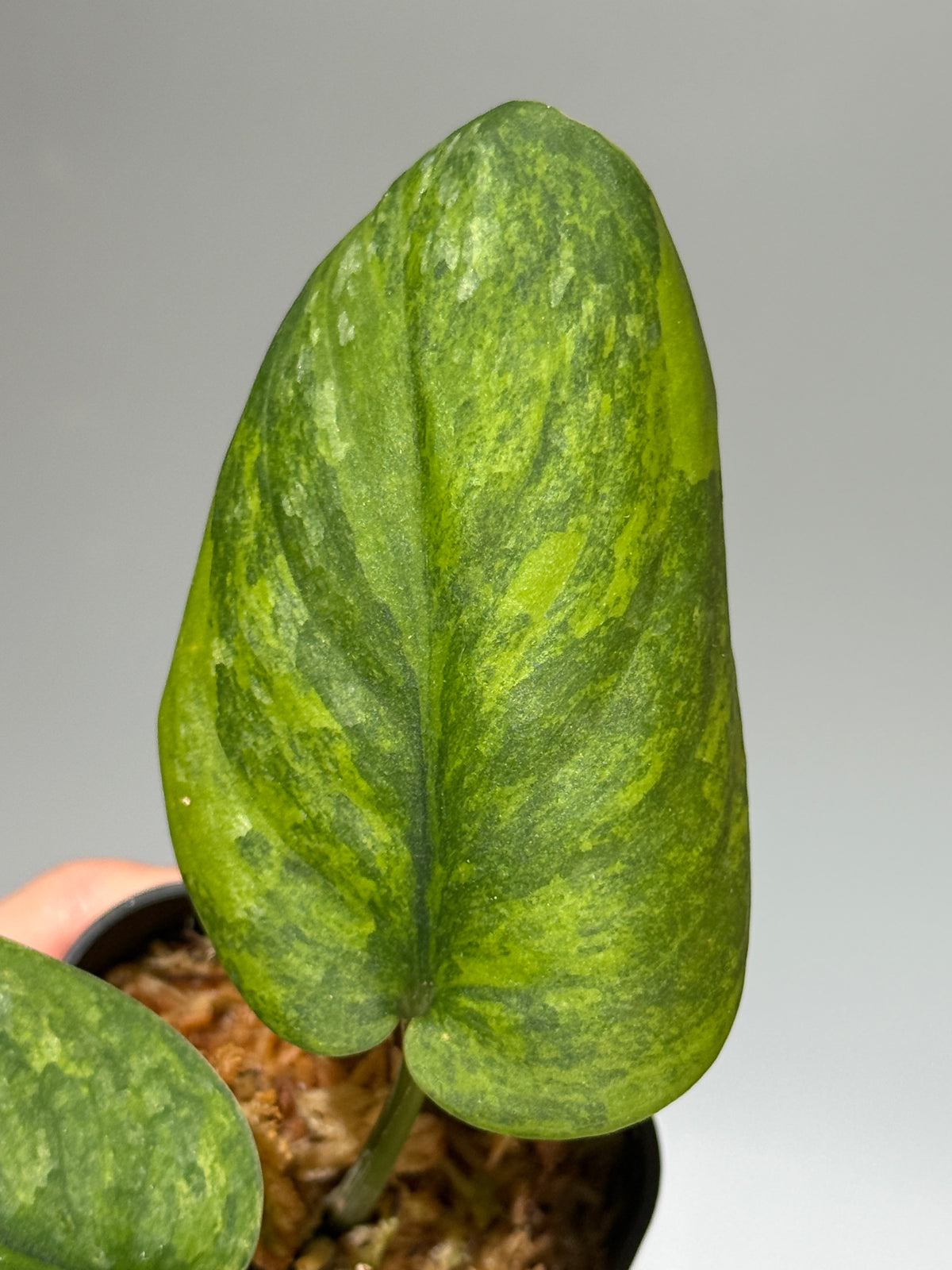 スキンダプサス グリーン ドラゴン / Scindapsus Green dorgon (2)
