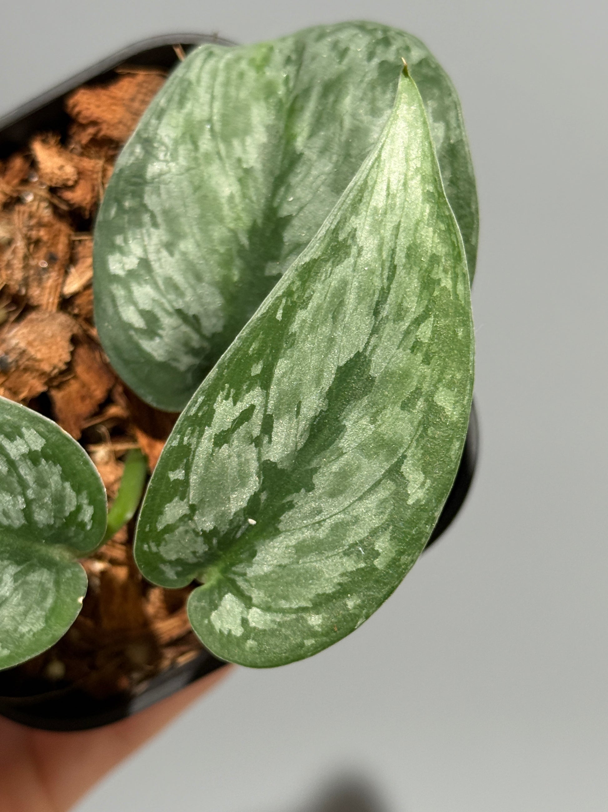 スキンダプサス ダーク クラウド Sp. カリマンタン / Scindapsus Dark cloud Sp. Kalimantan (1)