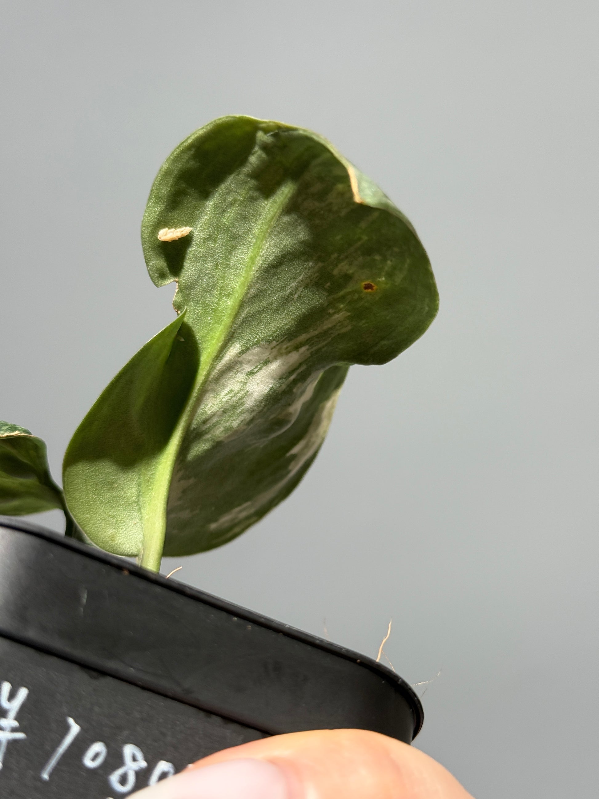 スキンダプサス シルバースプラッシュ ミューテーション/ Scindapsus Silver splash mutation  (3)