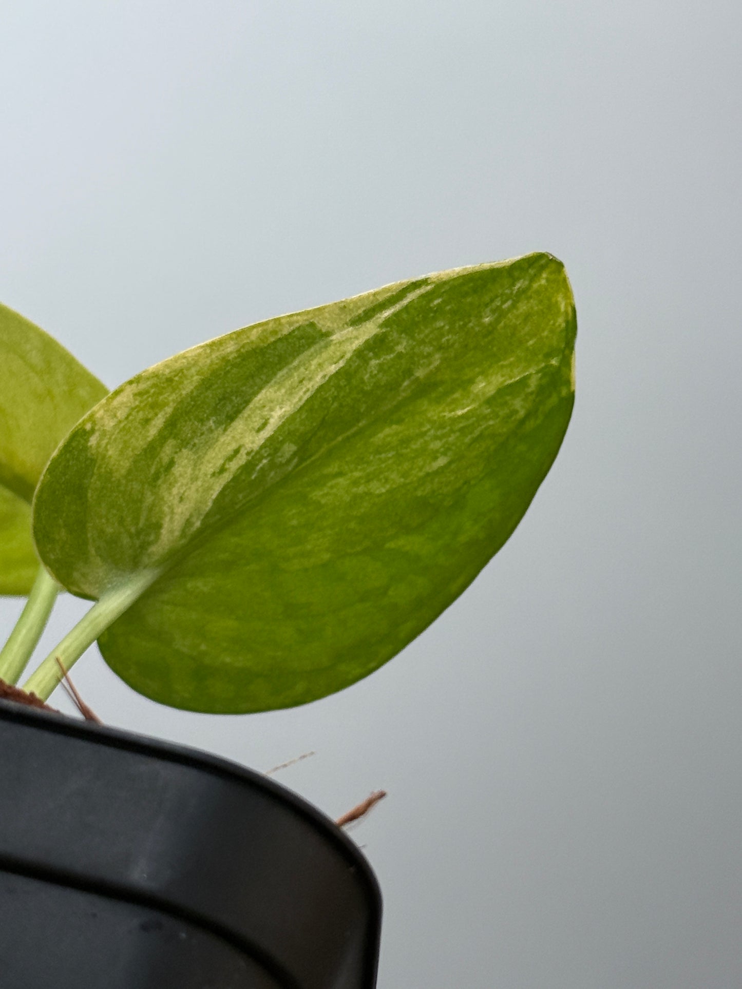 スキンダプサス プサカ / Scindapsus pusaka  (2)