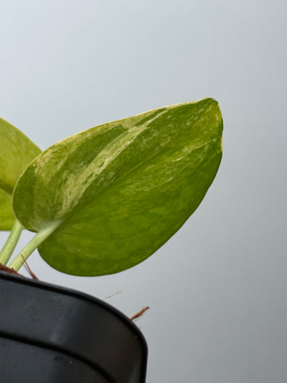 スキンダプサス プサカ / Scindapsus pusaka  (2)