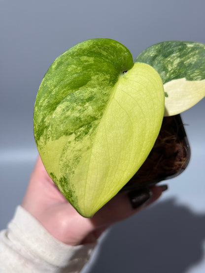 スキンダプサス ジェイドサテン オーレア  / Scindapsus jadesatin aurea (1)