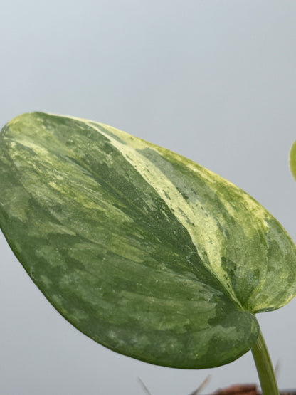 スキンダプサス プサカ / Scindapsus pusaka  (2)