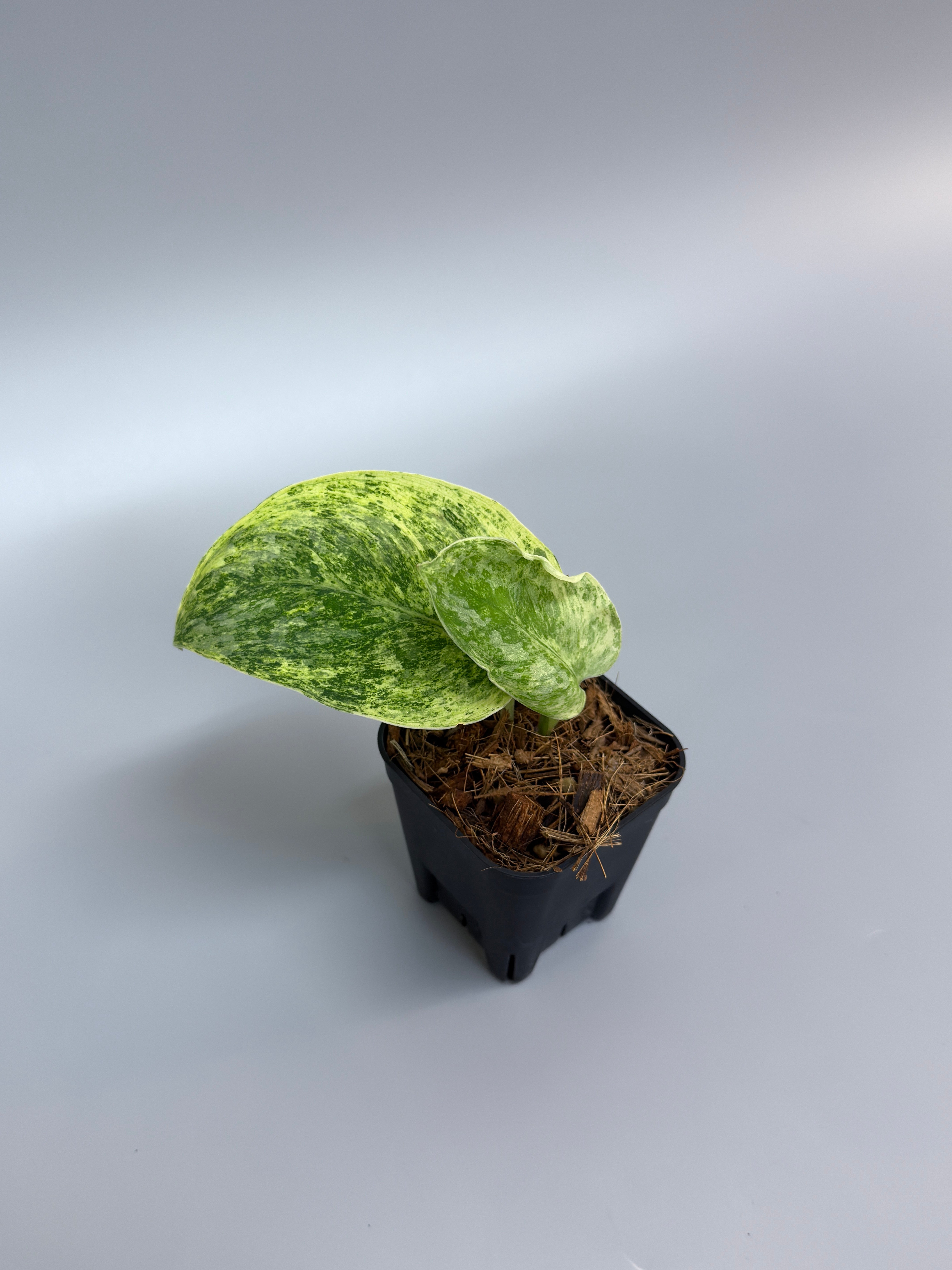 スキンダプサス テンバガ / Scindapsus Tembaga (2) – Nakayama-Plants