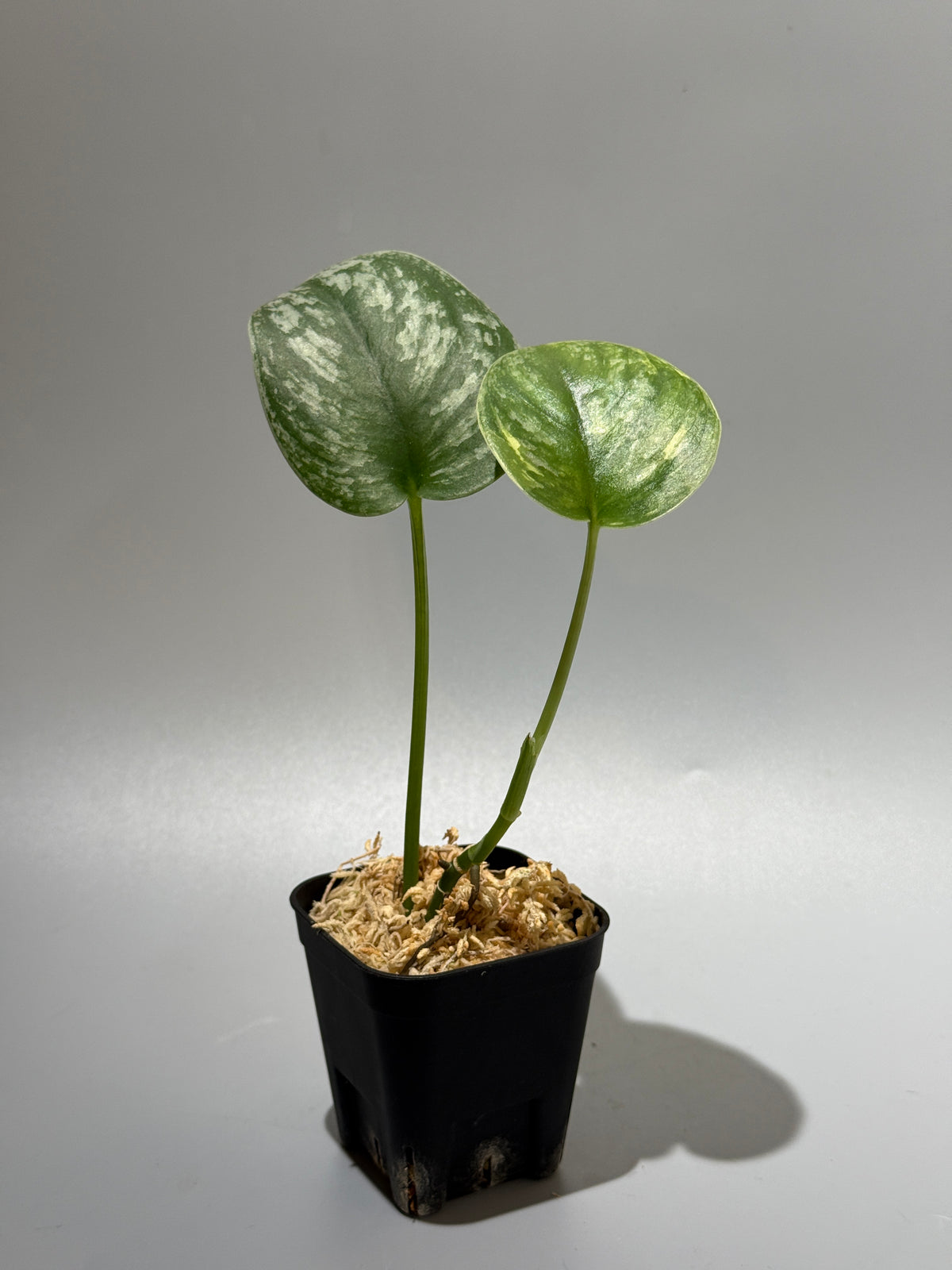 スキンダプサス  Sp.カリマンタン / Scindapsus Sp.Kalimantan (2)