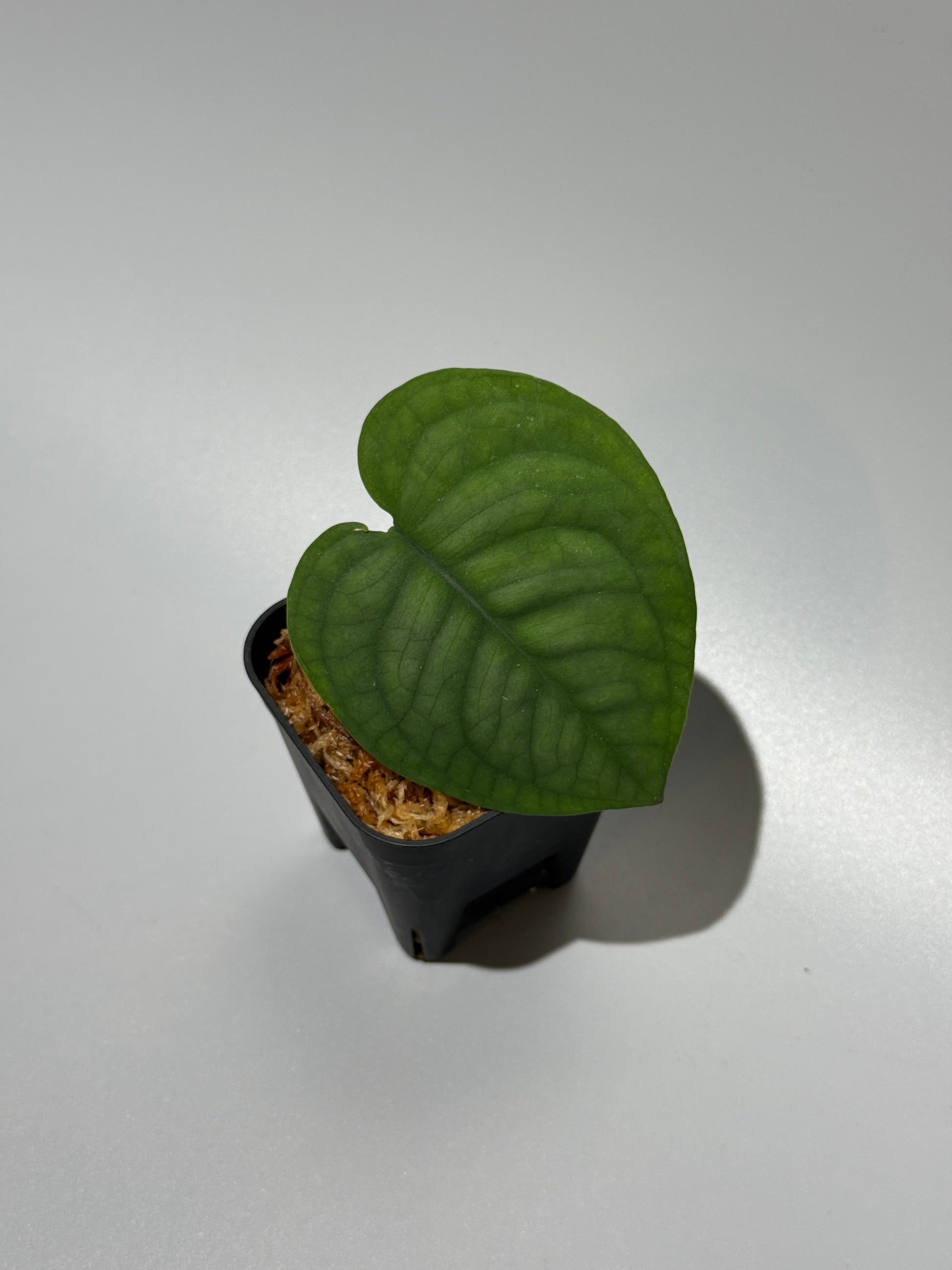 スキンダプサス ルーセンス  / Scindapsus Lucens  (1)