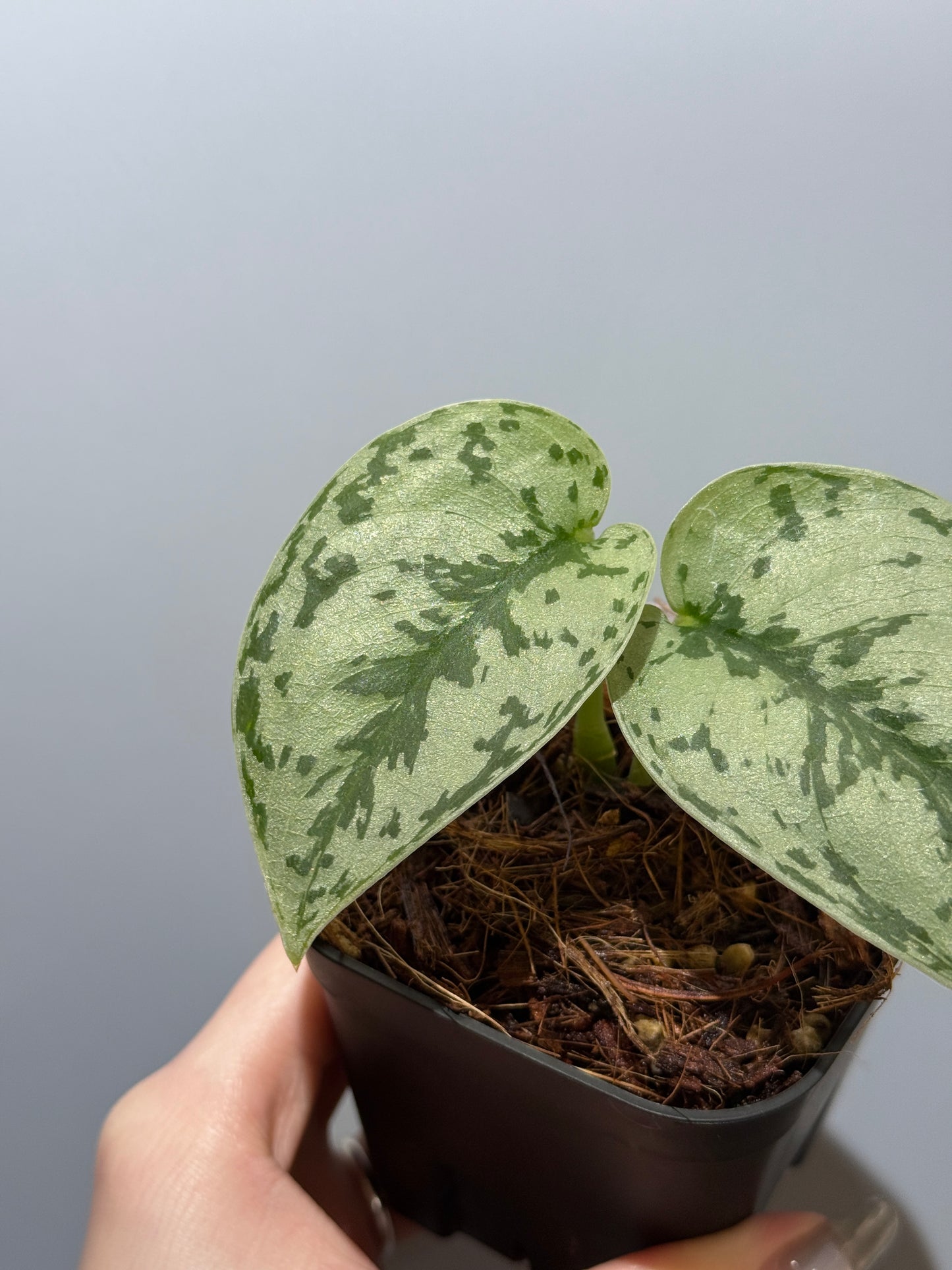 スキンダプサス シルバーレディ / Scindapsus silver lady (4)