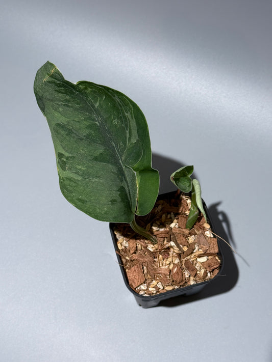 スキンダプサス シルバーナイト キサ / Scindapsus silverknight kisut (1)