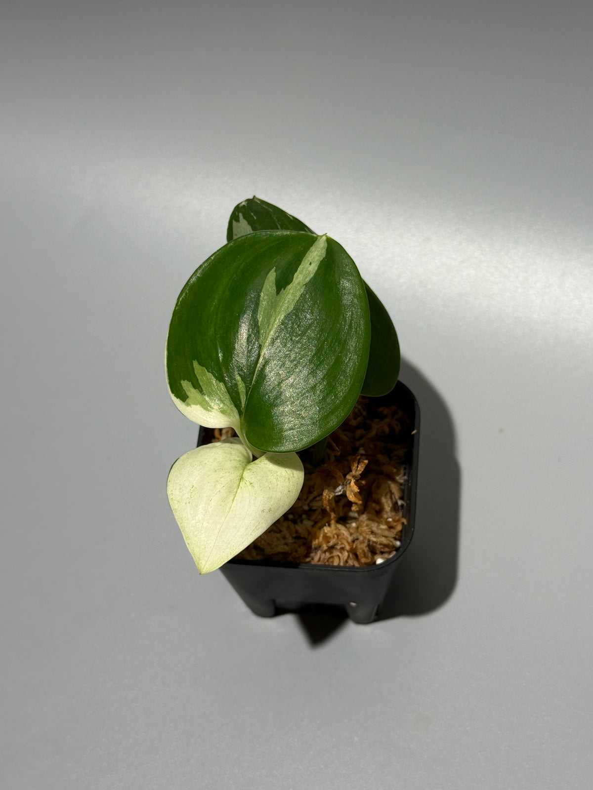 スキンダプサス トレビー ムーンライト 斑入り  / Scindapsus treubii moonlight var. (1)