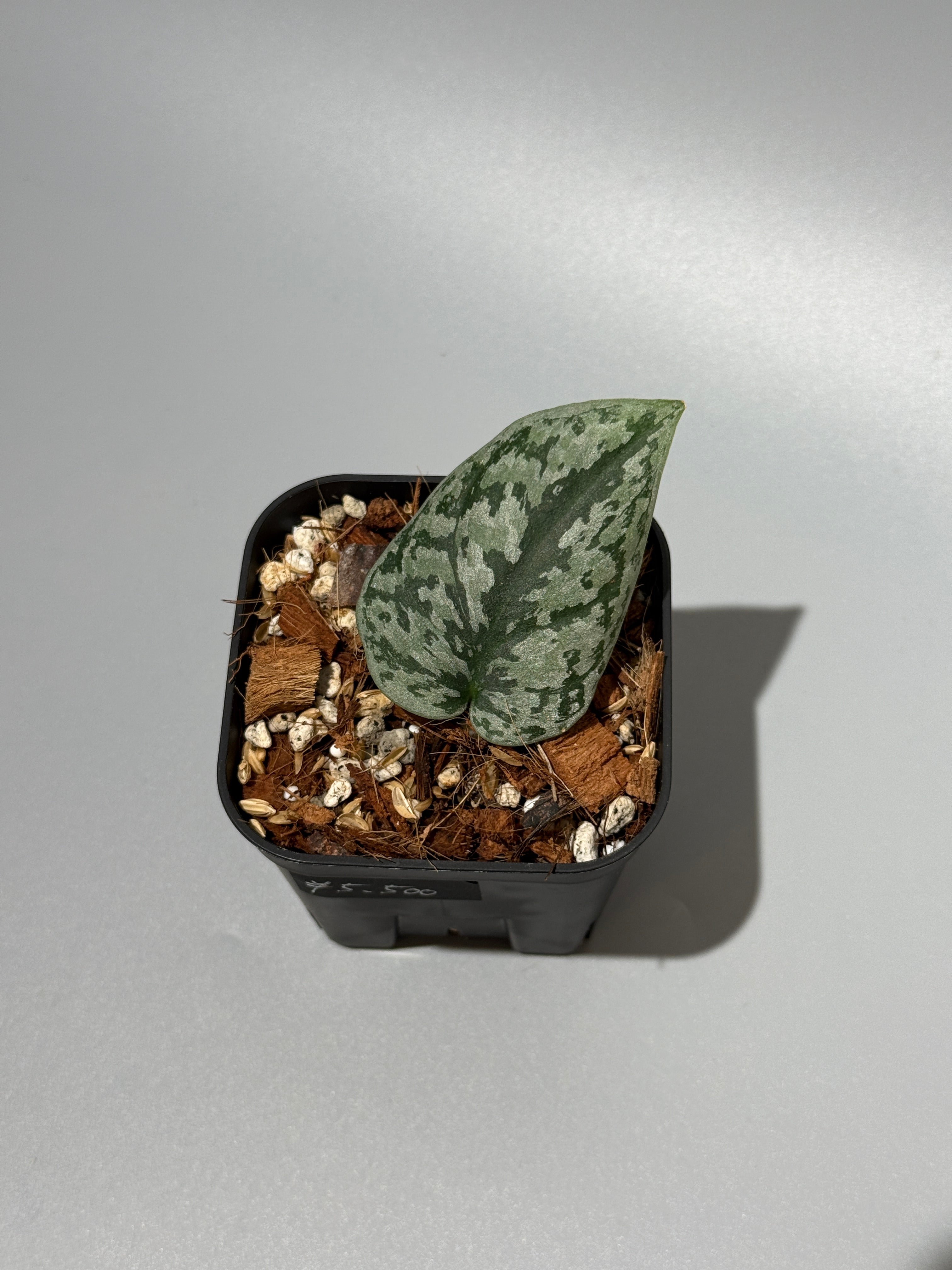 All Plants – Nakayama-Plants