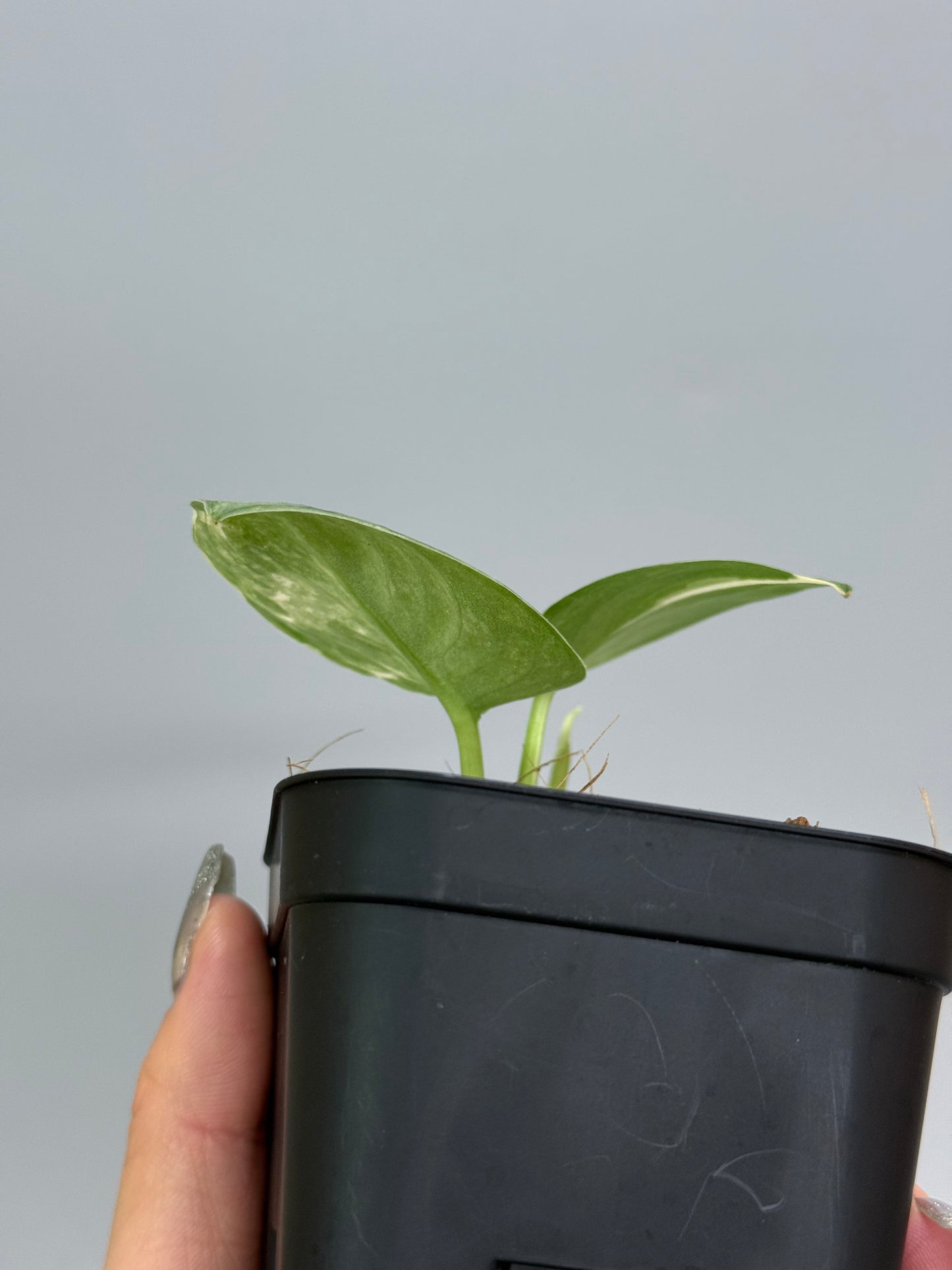 スキンダプサス シルバークリスタル / Scindapsus silver crystal (2)