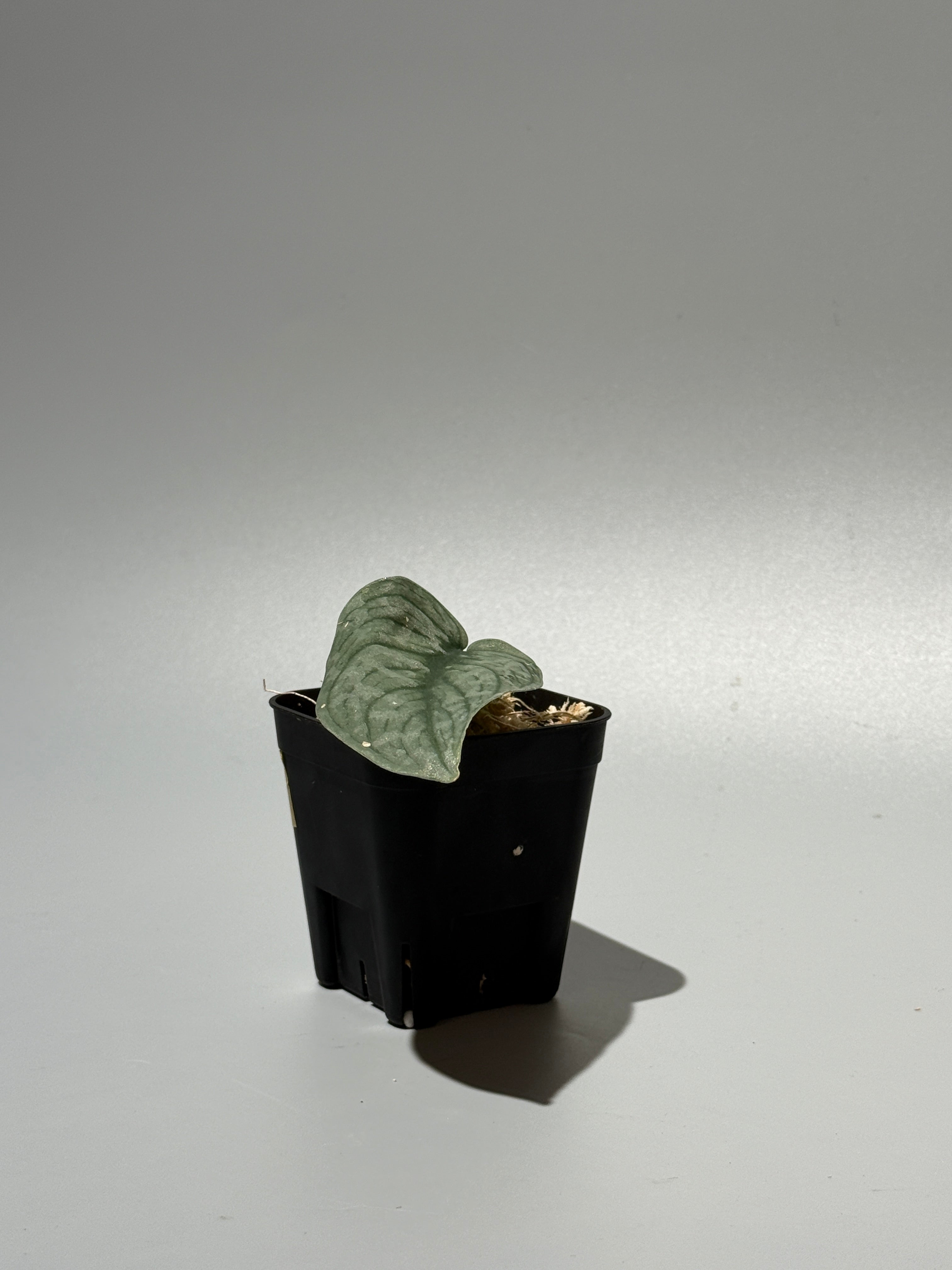 All Plants – Nakayama-Plants