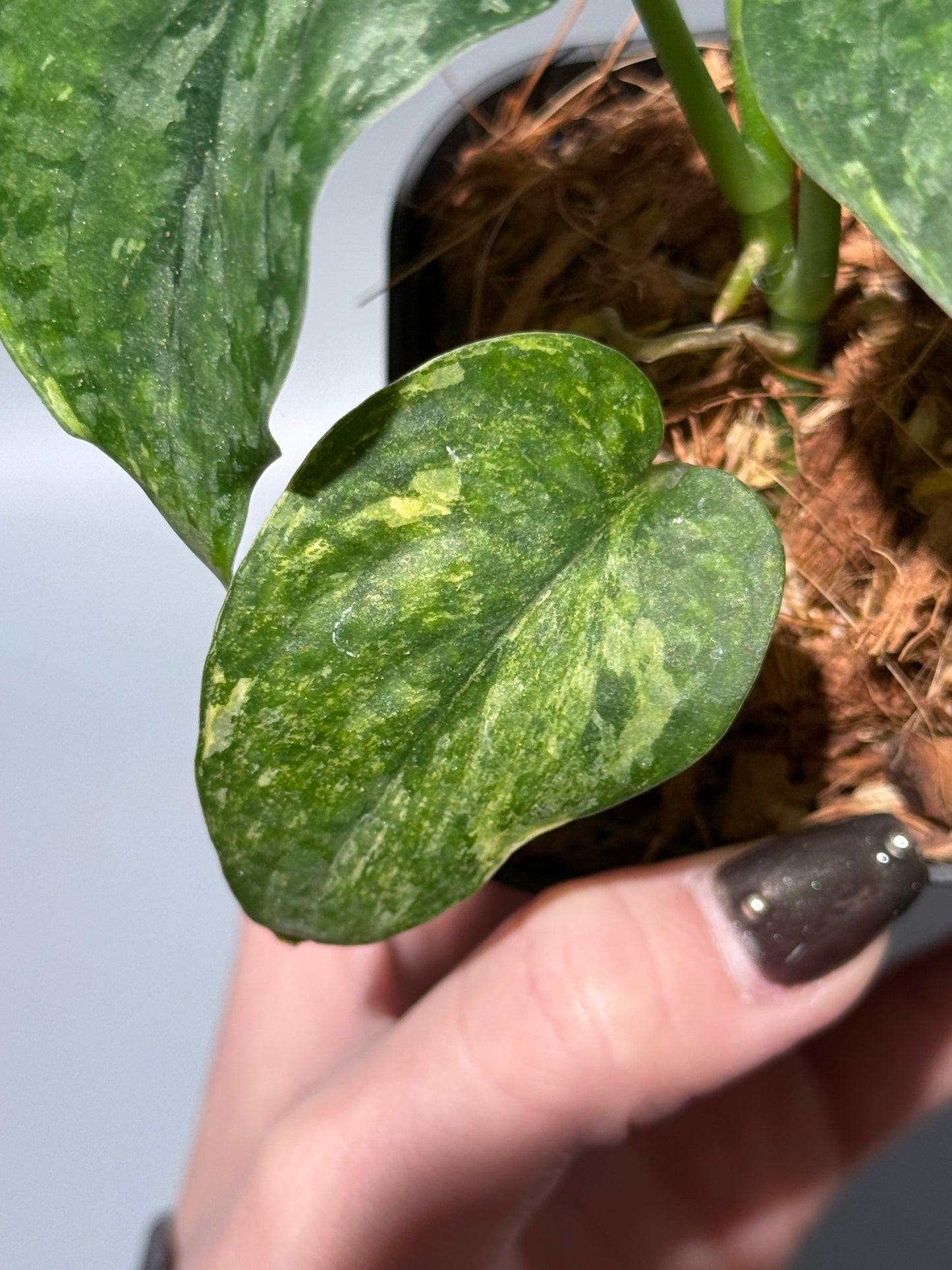 スキンダプサス レオパード / Scindapsus Leopard (2)