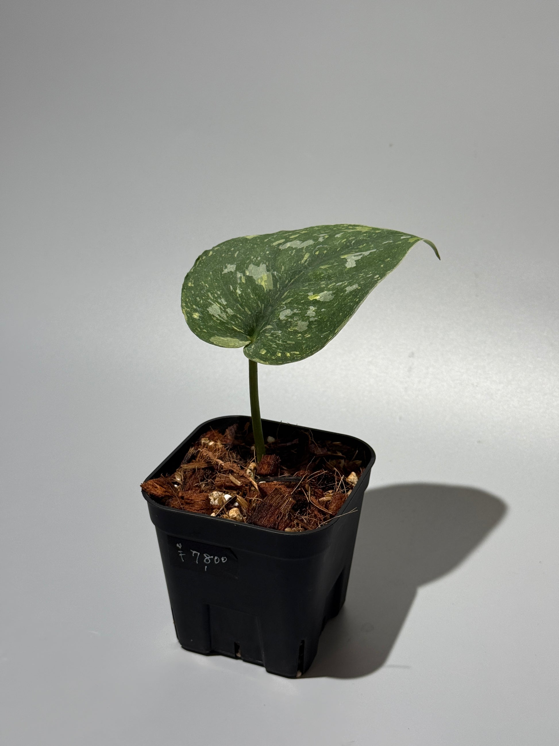 スキンダプサス バチコン  / Scindapsus Baticon (1)