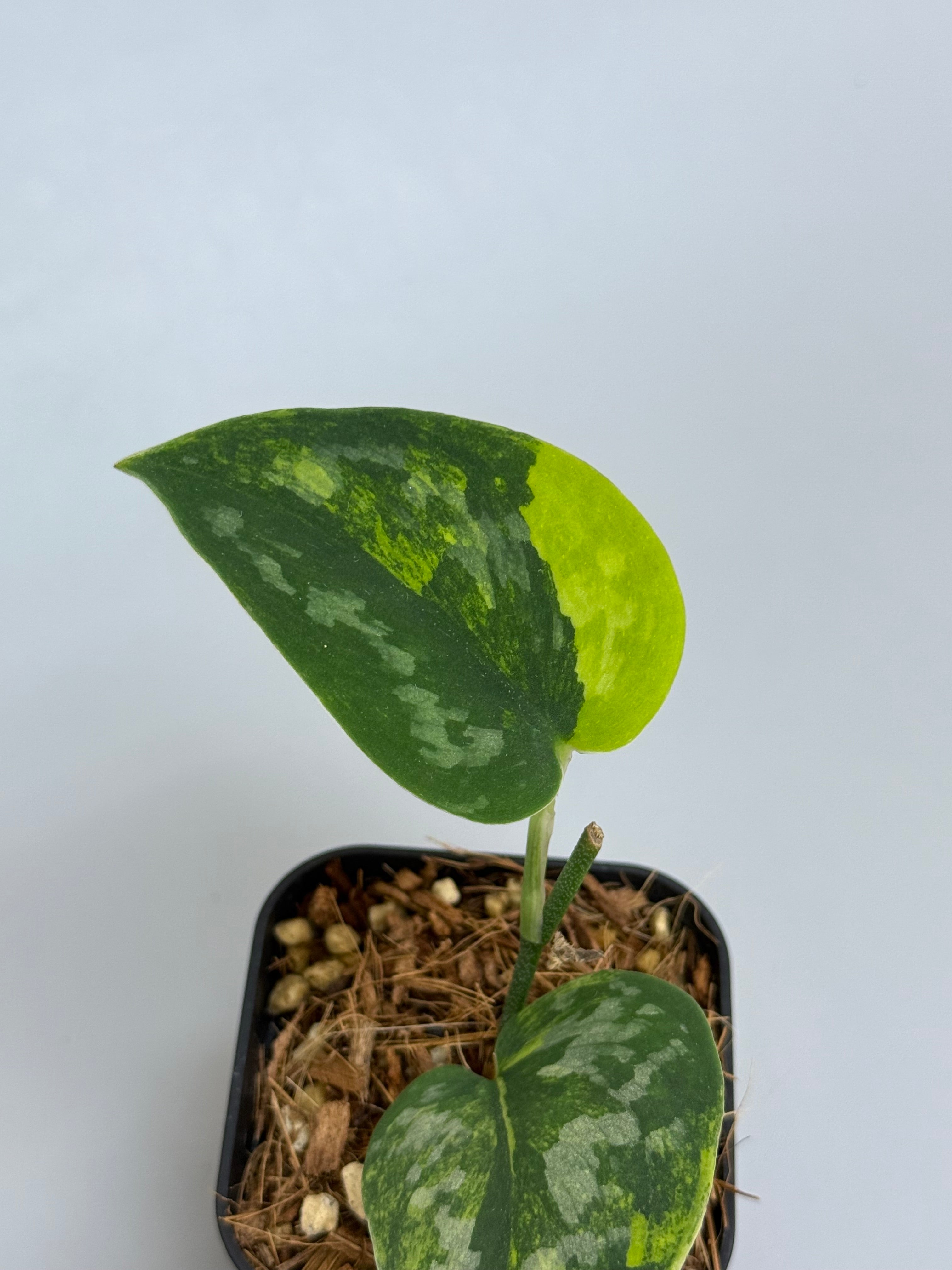 スキンダプサス グリーン ダイヤモンド / Scindapsus Green diamond (1