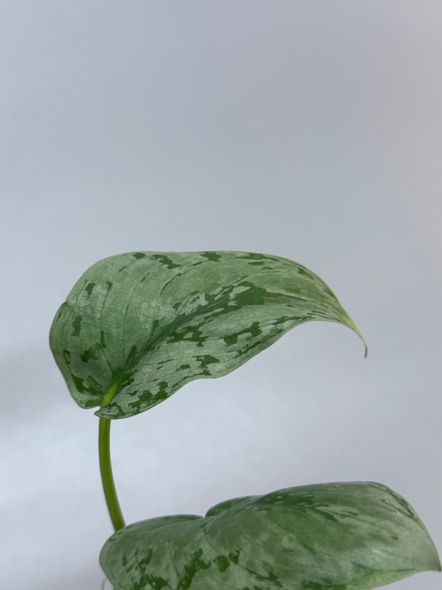 スキンダプサス sp.ジャンビ / Scindapsus sp.jambi (1)