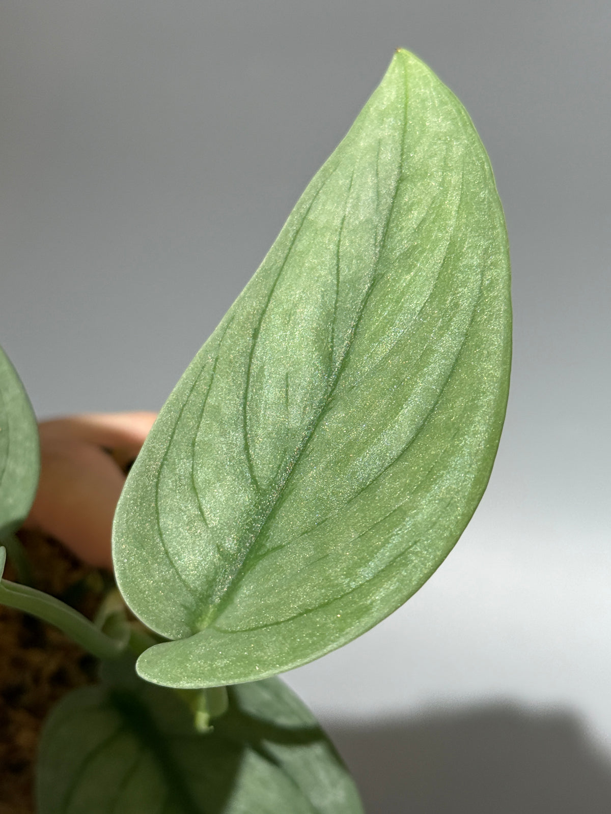 スキンダプサス グリーンベイン / Scindapsus Green vein (1)