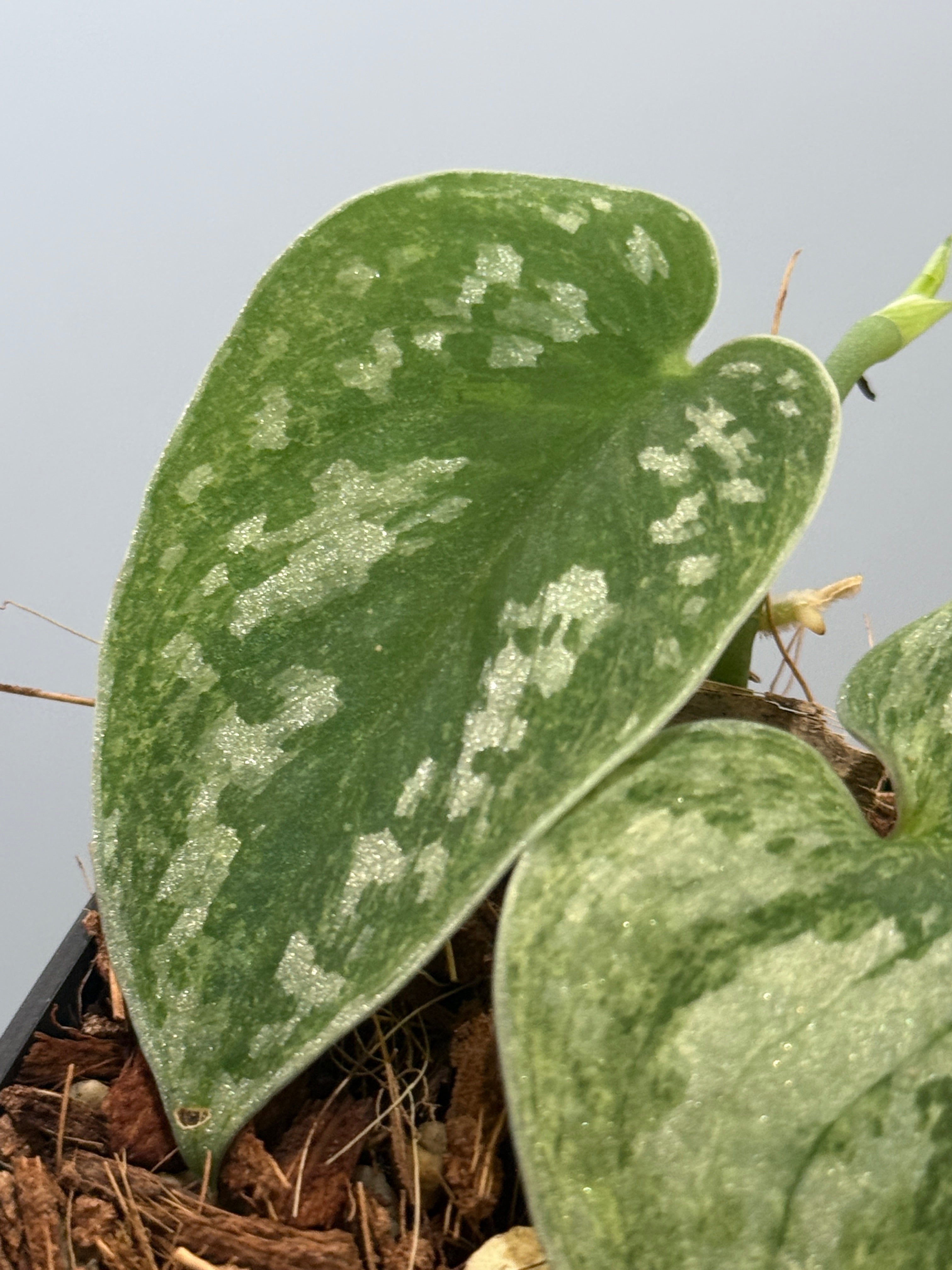 スキンダプサス ネビュラ / Scindapsus Nebula (4) – Nakayama-Plants