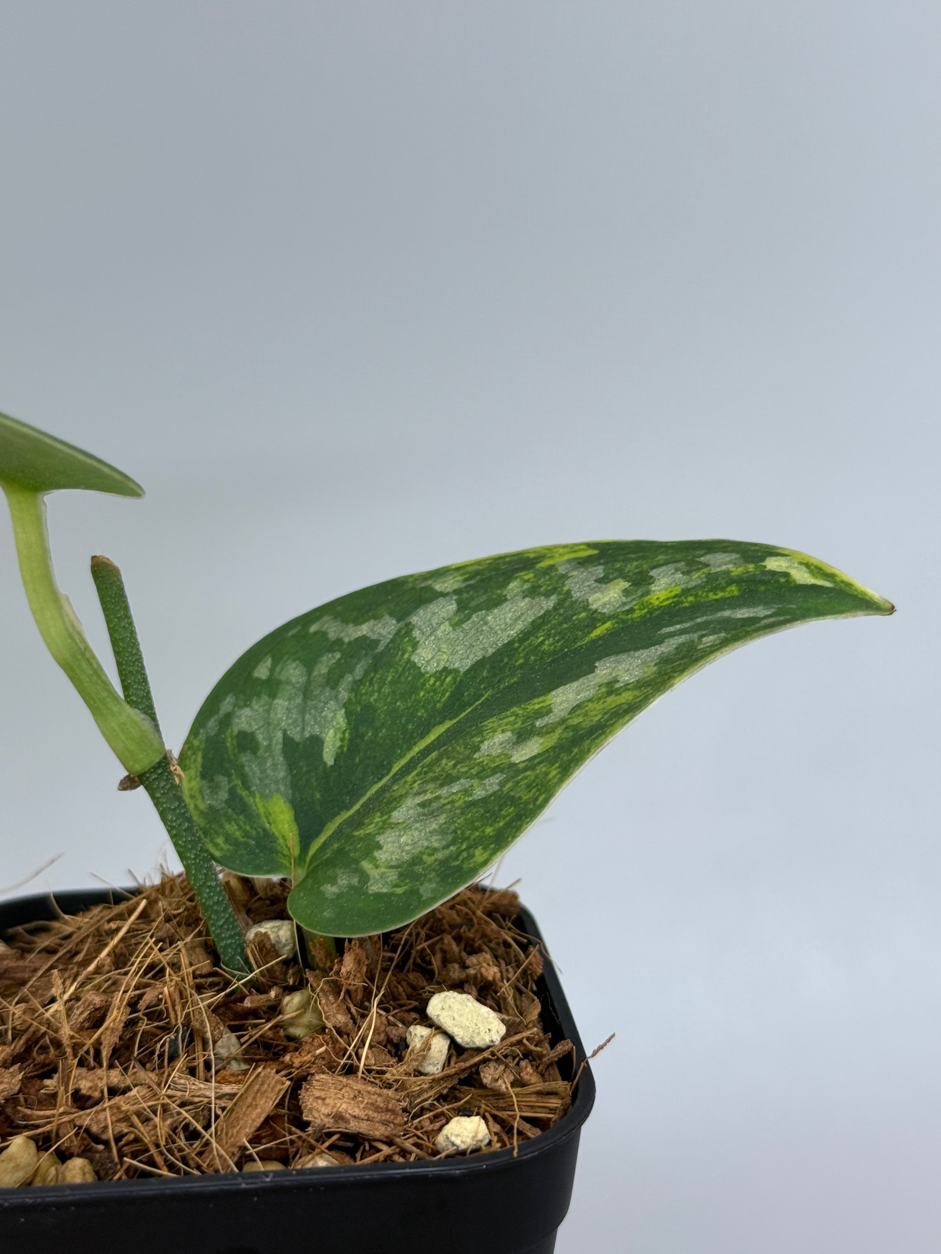 スキンダプサス グリーンダイヤモンド ③ スキンダプサス グリーン ダイヤモンド / Scindapsus Green diamond (1