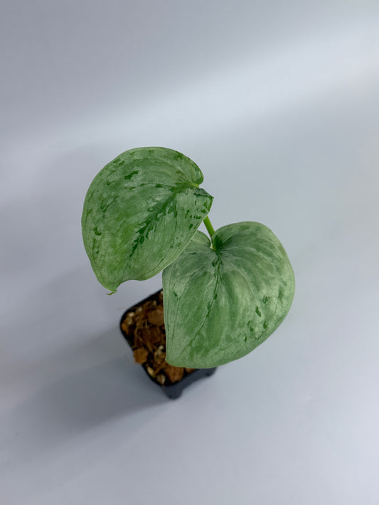 スキンダプサス sp.ジャンビ / Scindapsus sp.jambi (2)