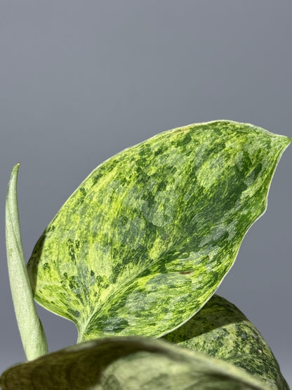 スキンダプサス テンバガ  / Scindapsus Tembaga (2)