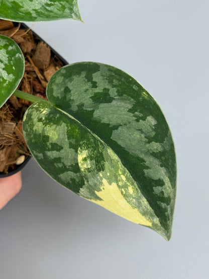 スキンダプサス バクダパティ / Scindapsus bakudapati (3)