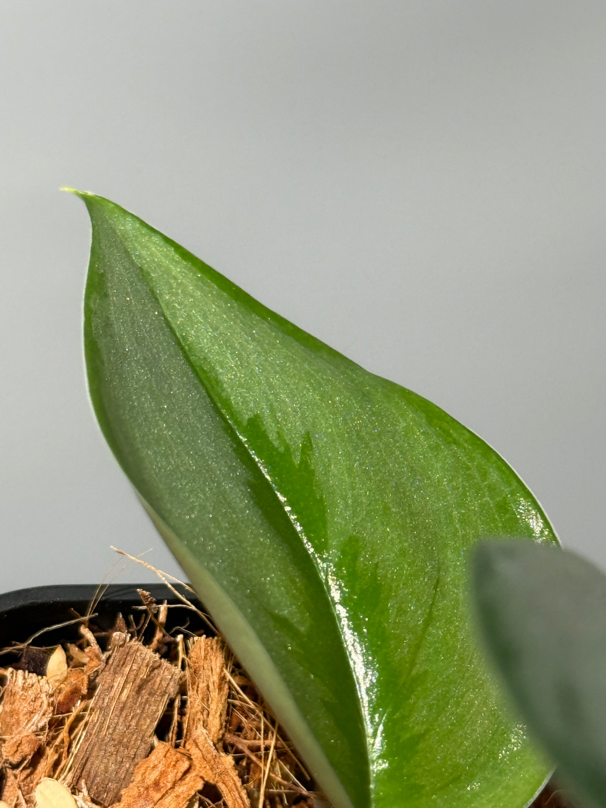 スキンダプサス トレビー シルバー ペラ   / Scindapsus treubii Silver perak  (1)