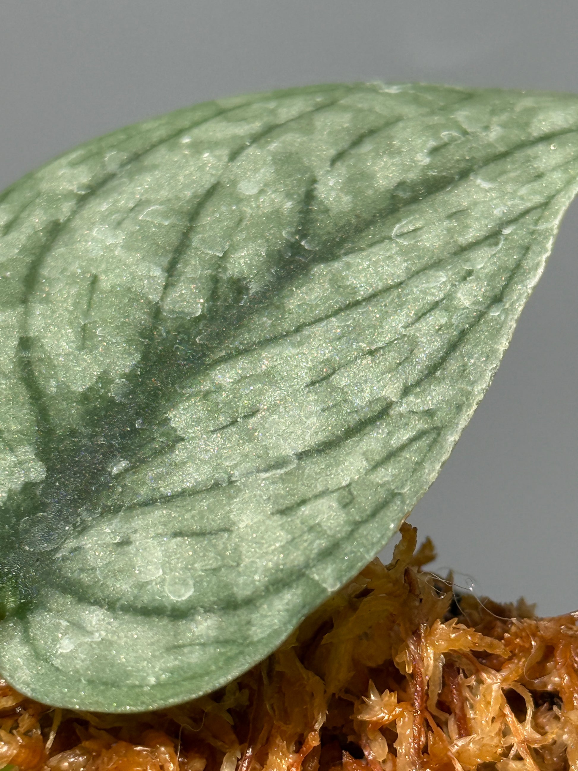 スキンダプサス グリーンベイン / Scindapsus Green vein (2)