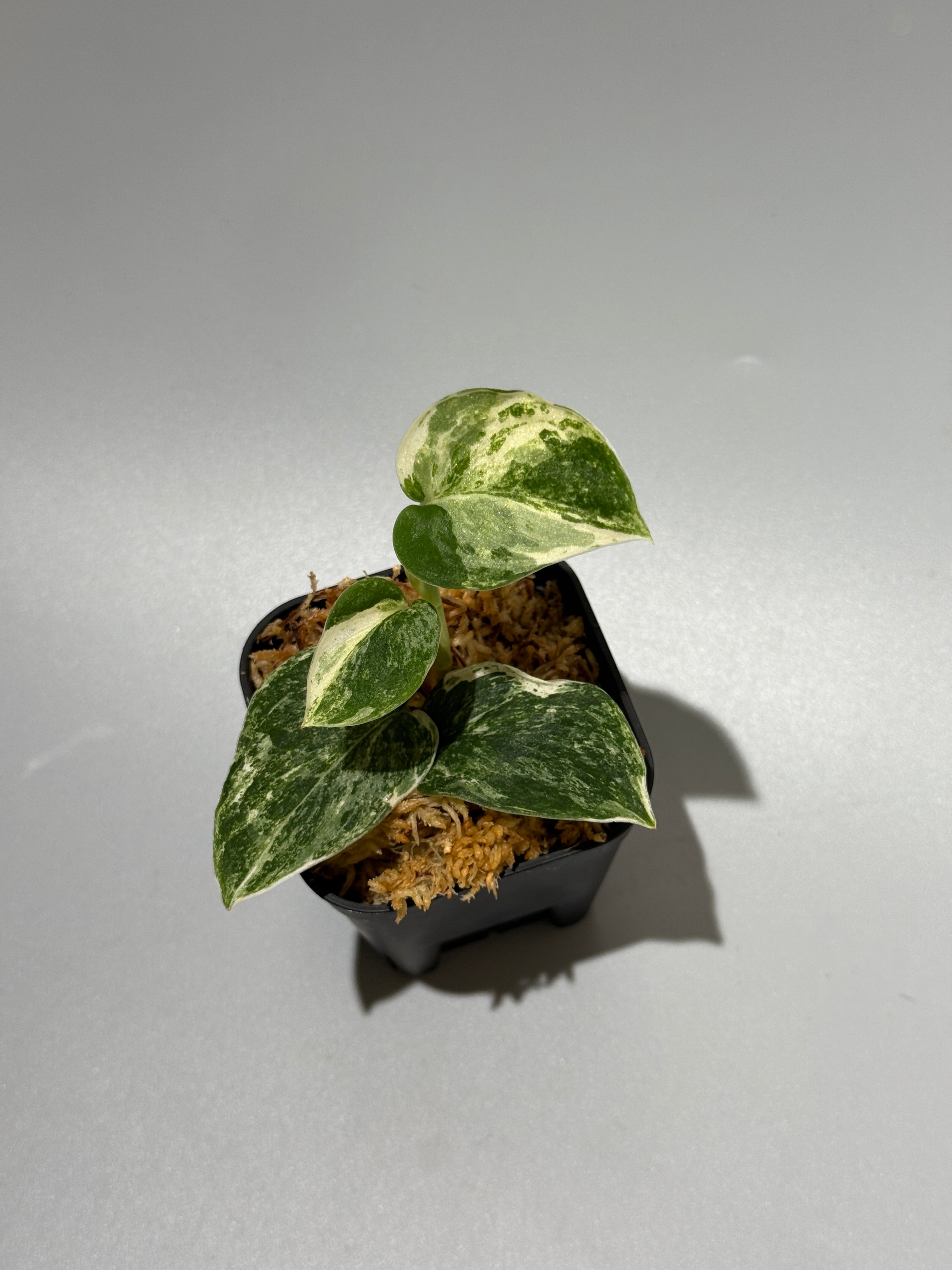 All Plants – Nakayama-Plants