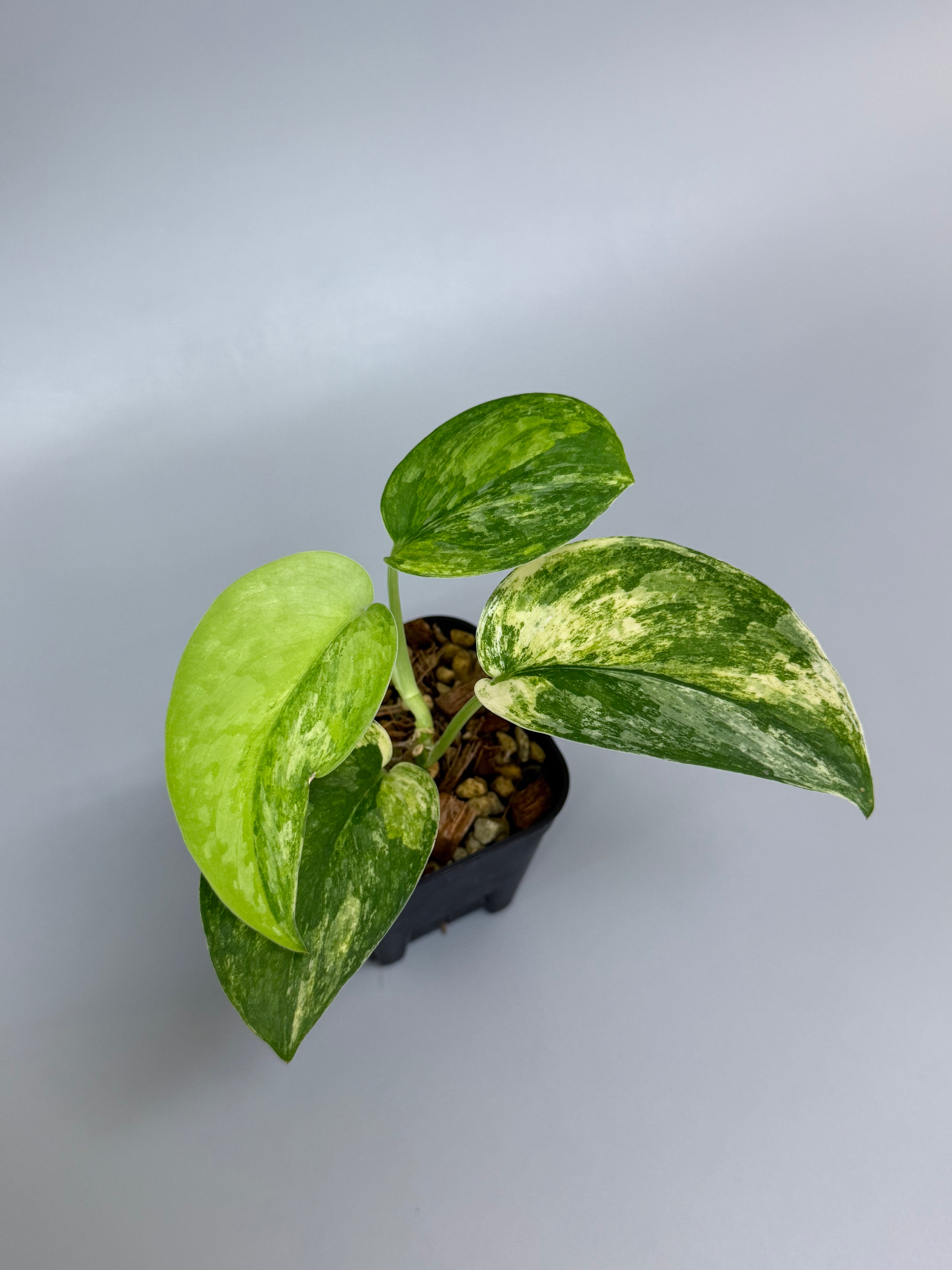 スキンダプサス エキゾチカ トリカラー / Scindapsus exotica tricolor