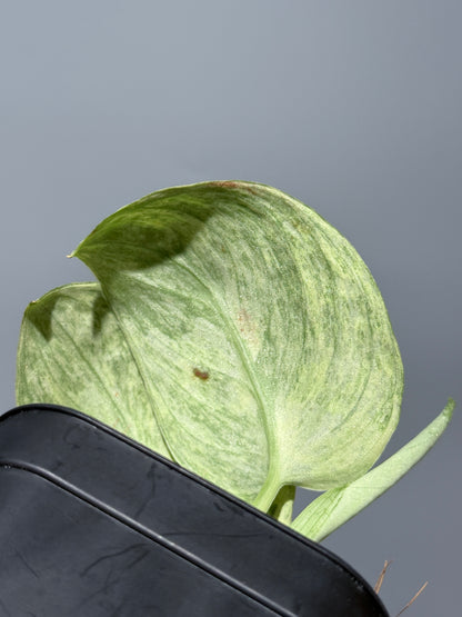 スキンダプサス テンバガ  / Scindapsus Tembaga (2)