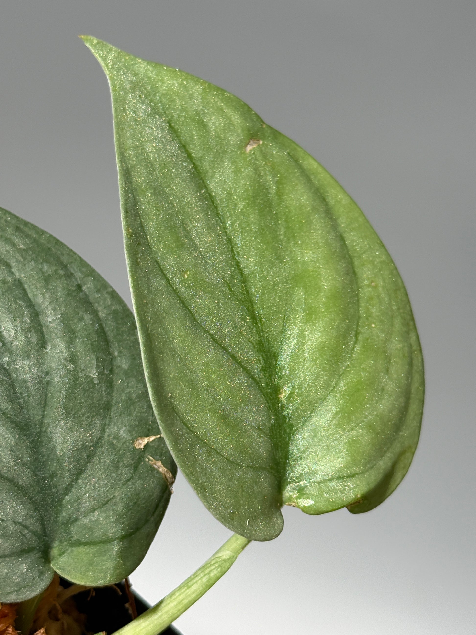 スキンダプサス グリーンベイン / Scindapsus Green vein (1)