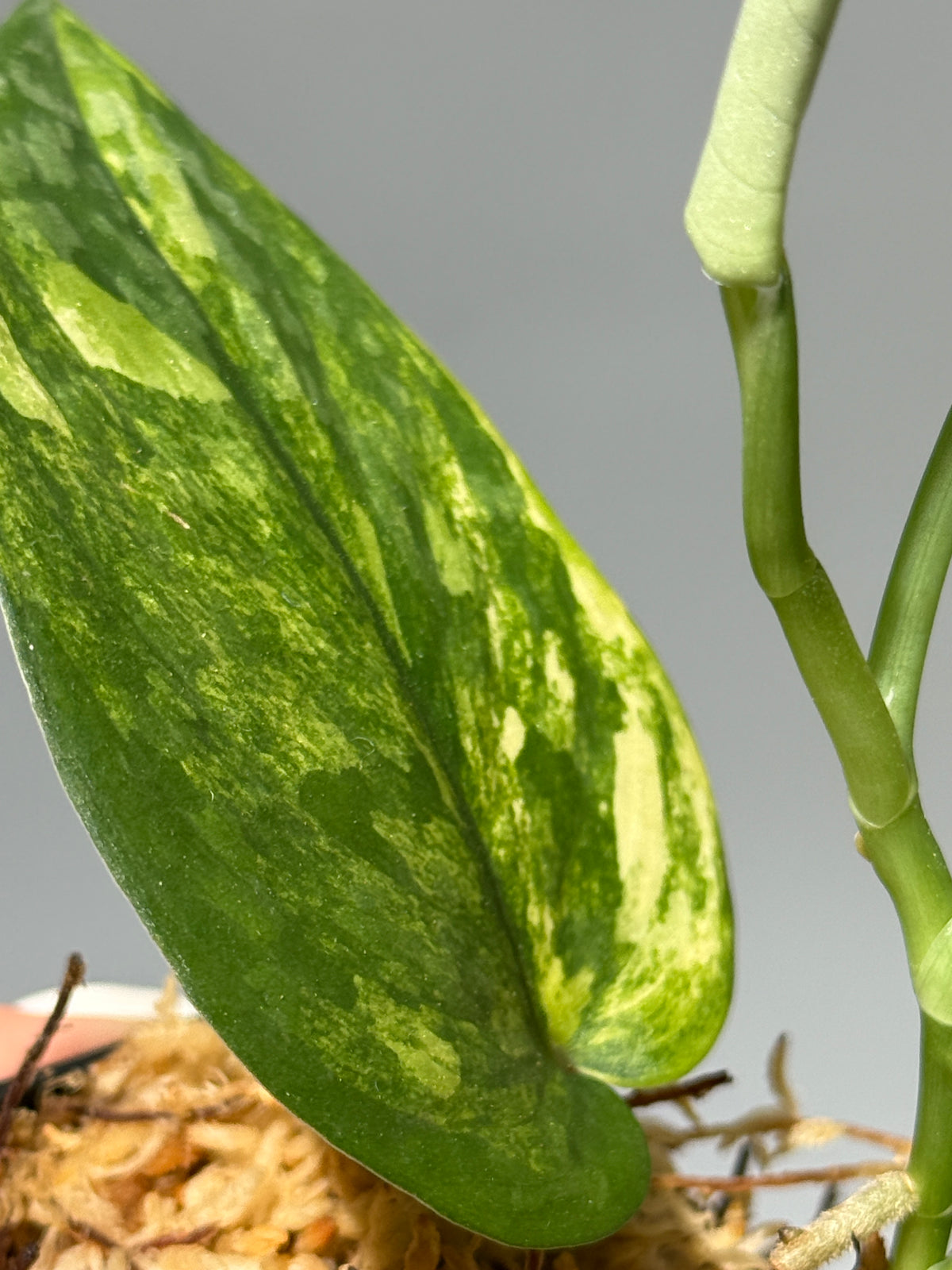 スキンダプサス エキゾチカ イエロームーン  / Scindapsus Exotica yellow moon (1)