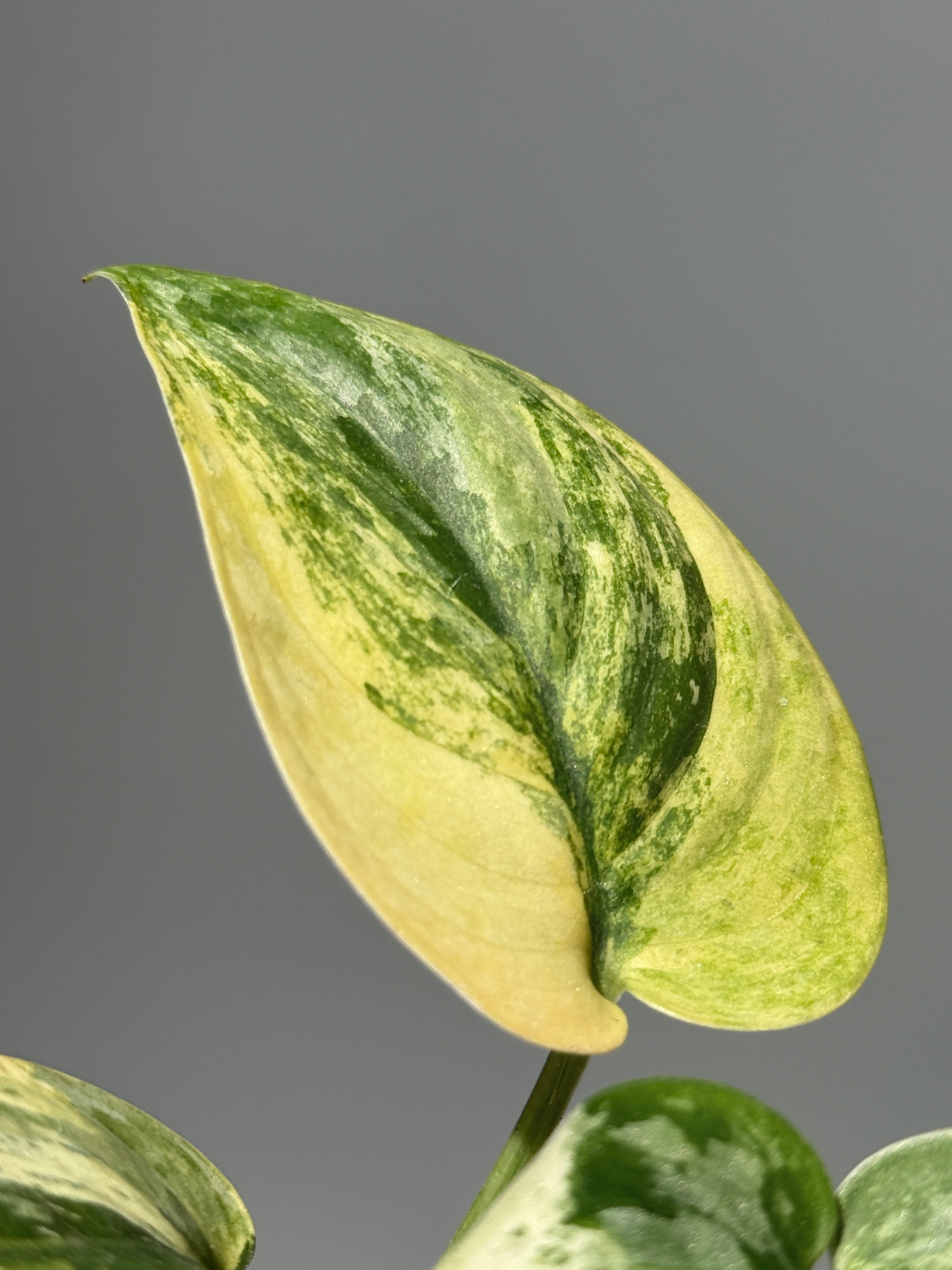 All Plants – Page 2 – Nakayama-Plants