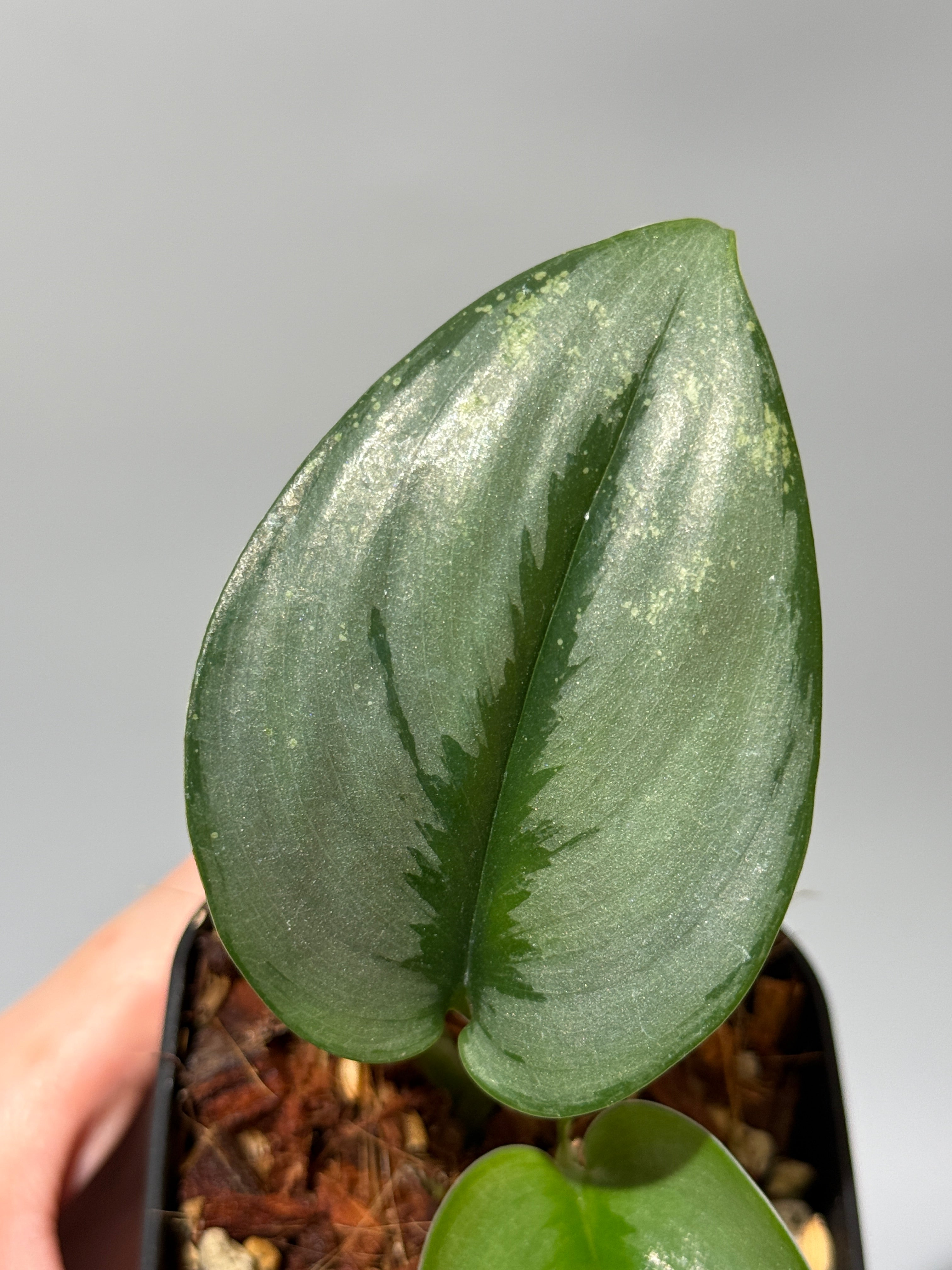 All Plants – Nakayama-Plants