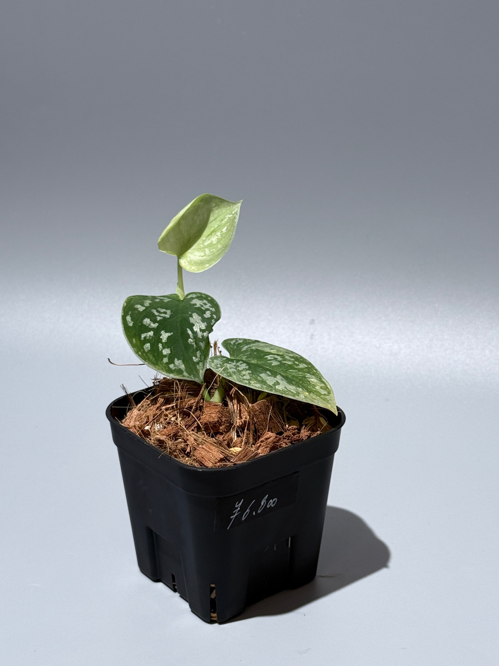 スキンダプサス ネビュラ / Scindapsus Nebula (2)