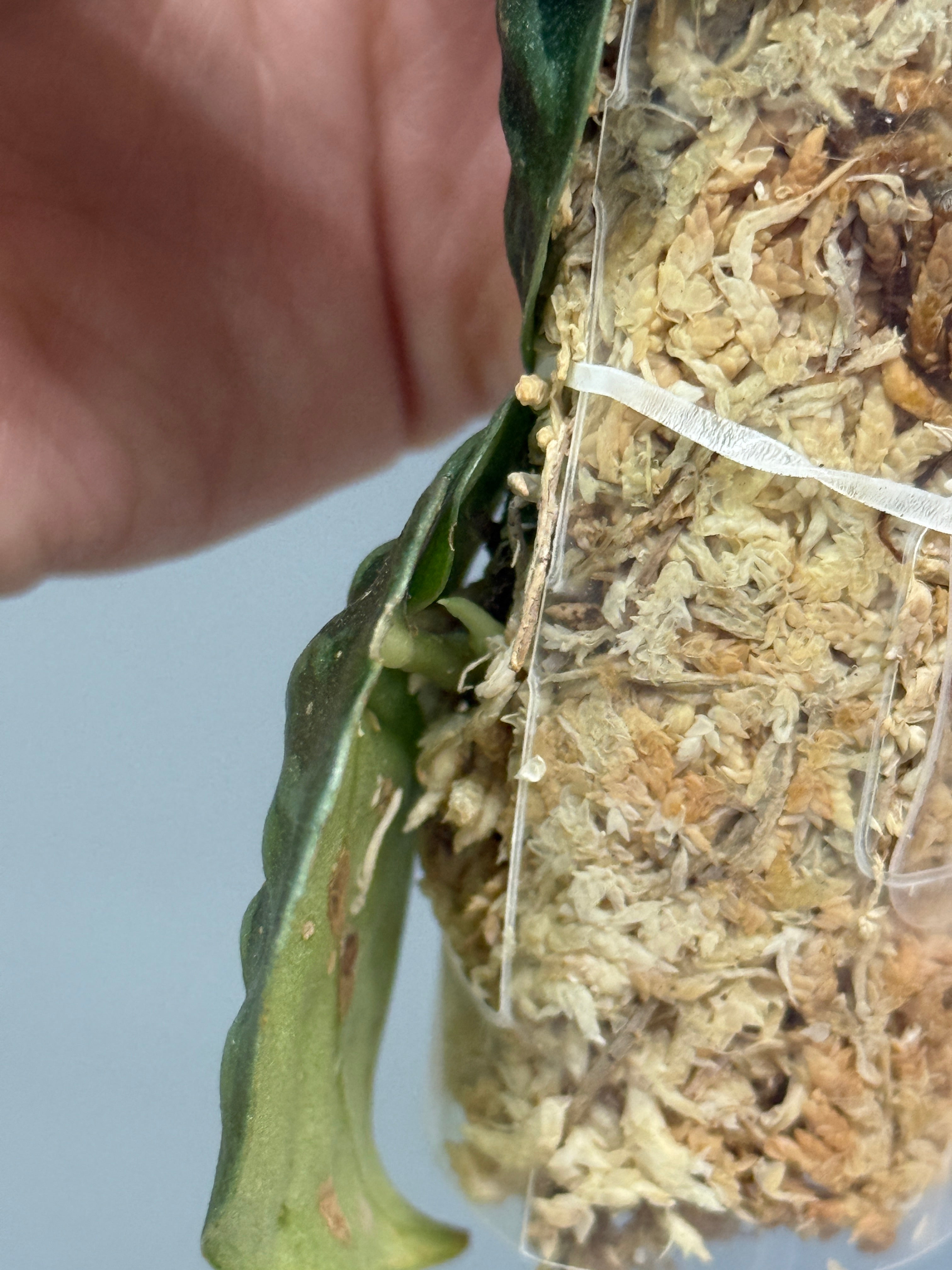 スキンダプサス ブラックマンバ / Scindapsus black mamba (2