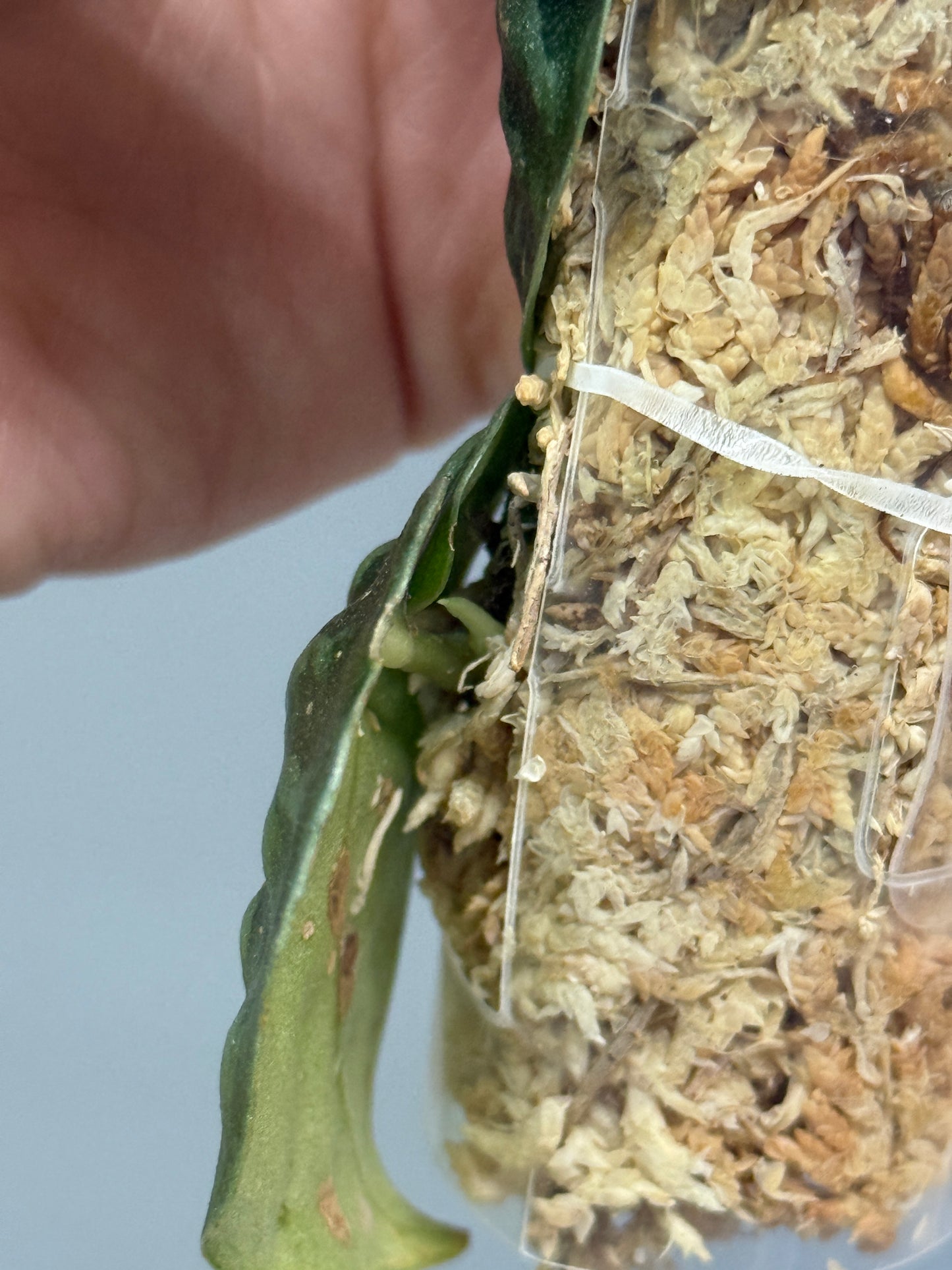 スキンダプサス ブラックマンバ  / Scindapsus black mamba (2)