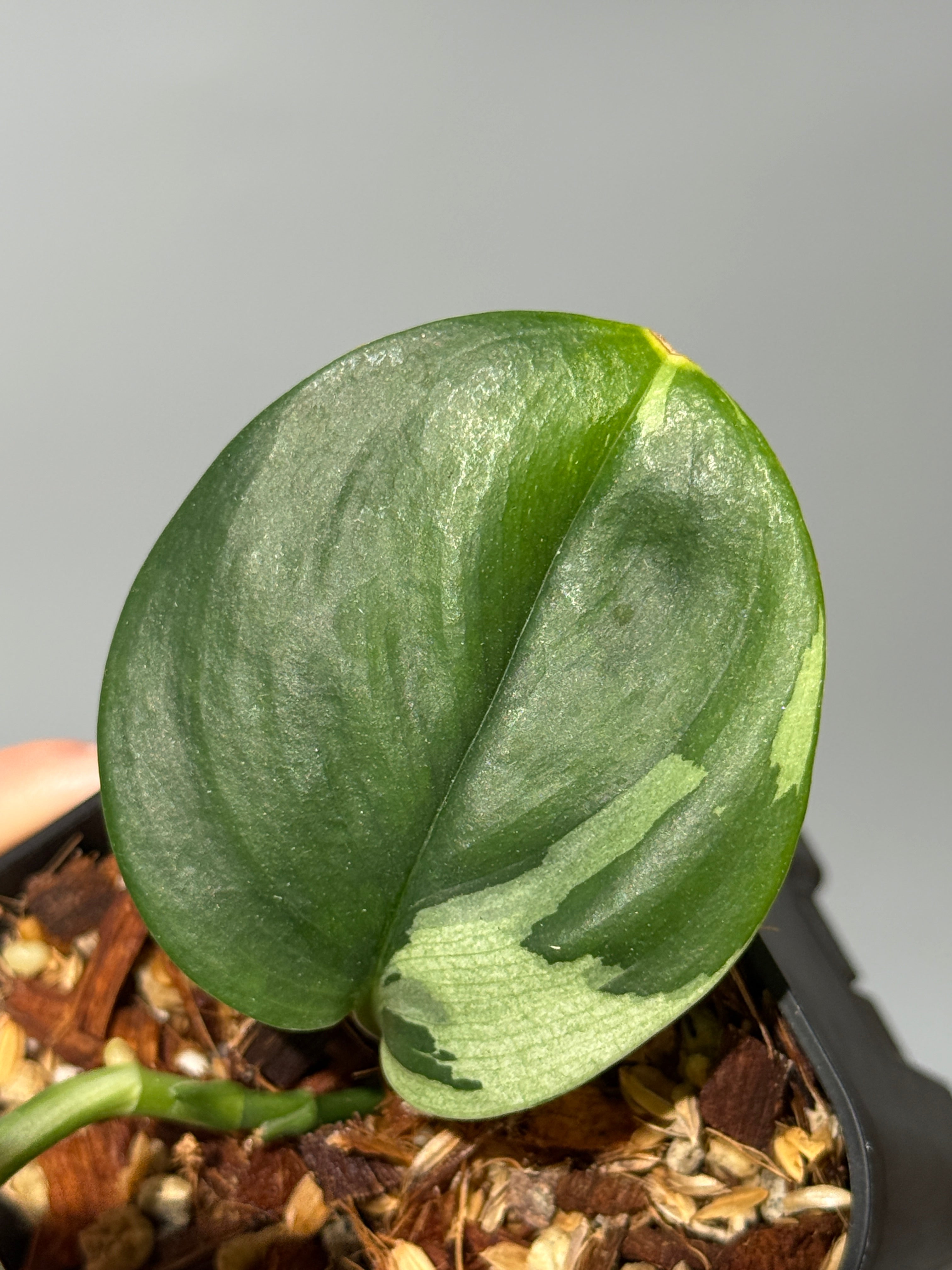 スキンダプサス ルビコン 斑入り / Scindapsus Rubicon var. (1