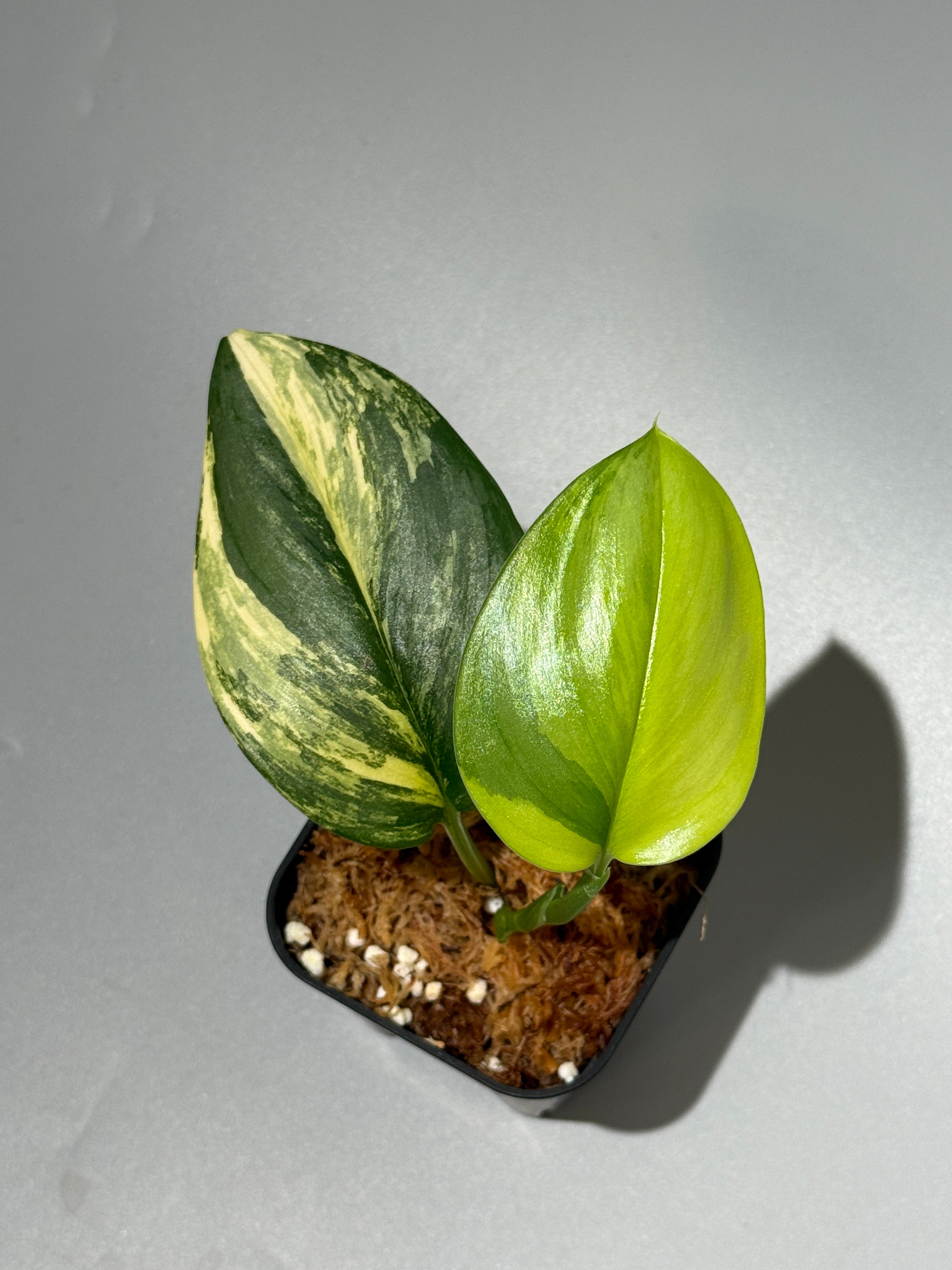 All Plants – Nakayama-Plants
