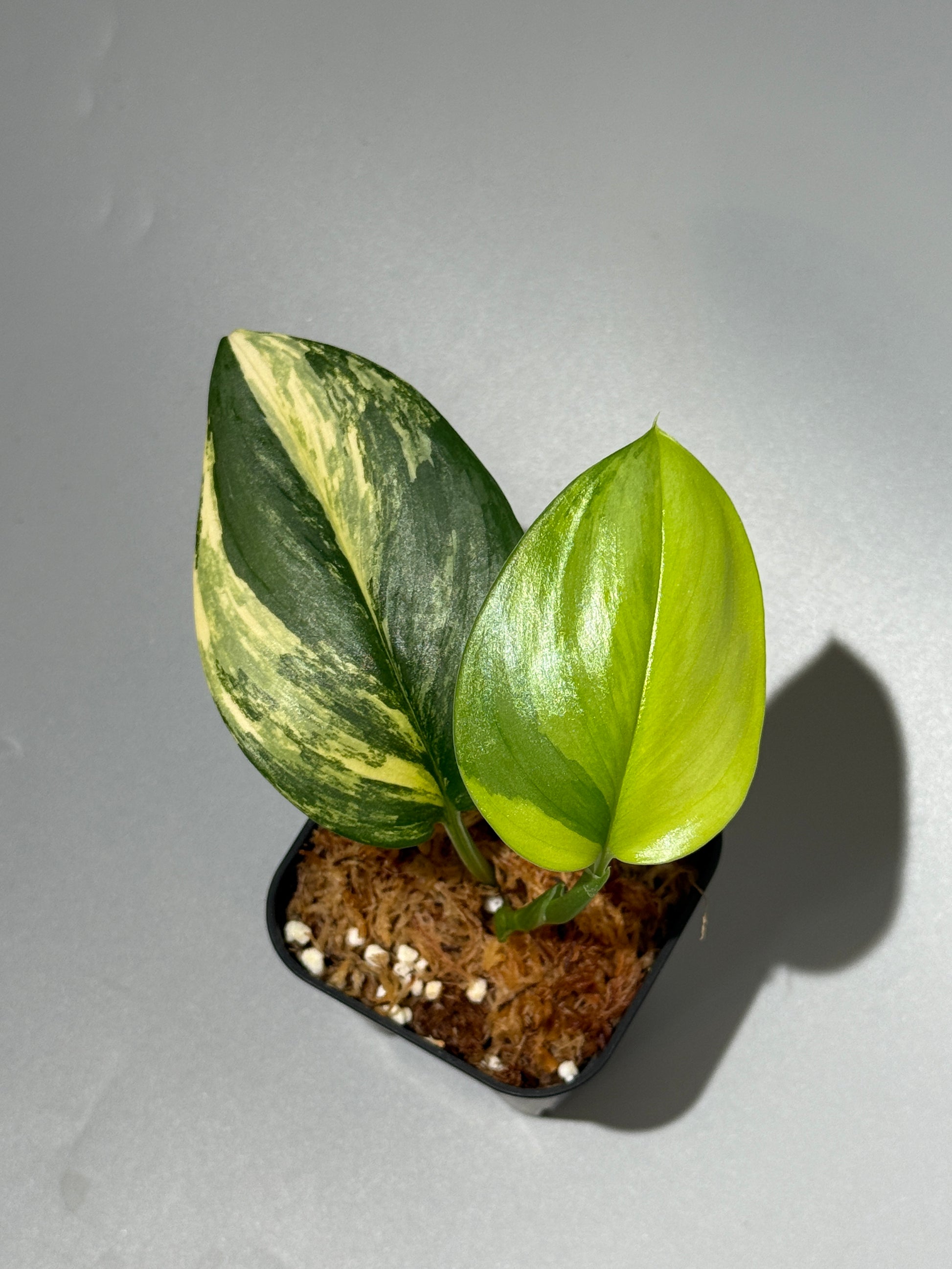 スキンダプサス ルビコン オーレア  / Scindapsus rubicon aurea (1)