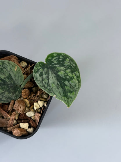 スキンダプサス スノーフレック ミューテーション  / Scindapsus snowfleck mutation (1)