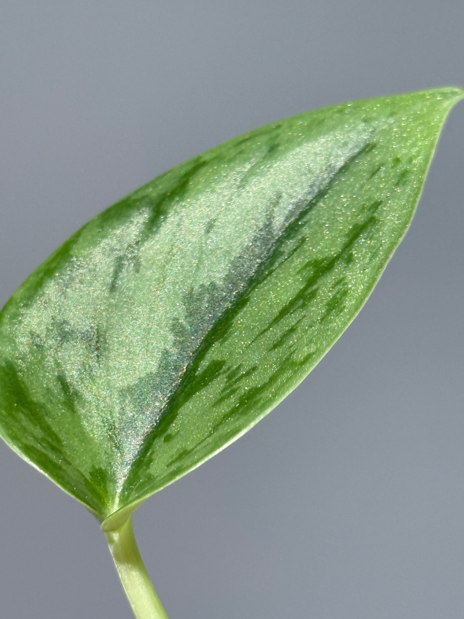 スキンダプサス グリーン アーミー / Scindapsus Green army (1)